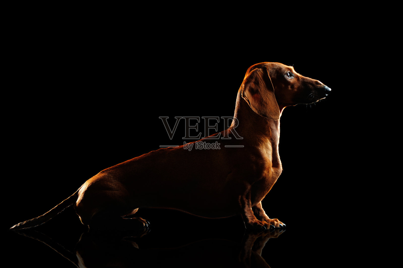 一个坐在黑色工作室腊肠犬剪影照片摄影图片