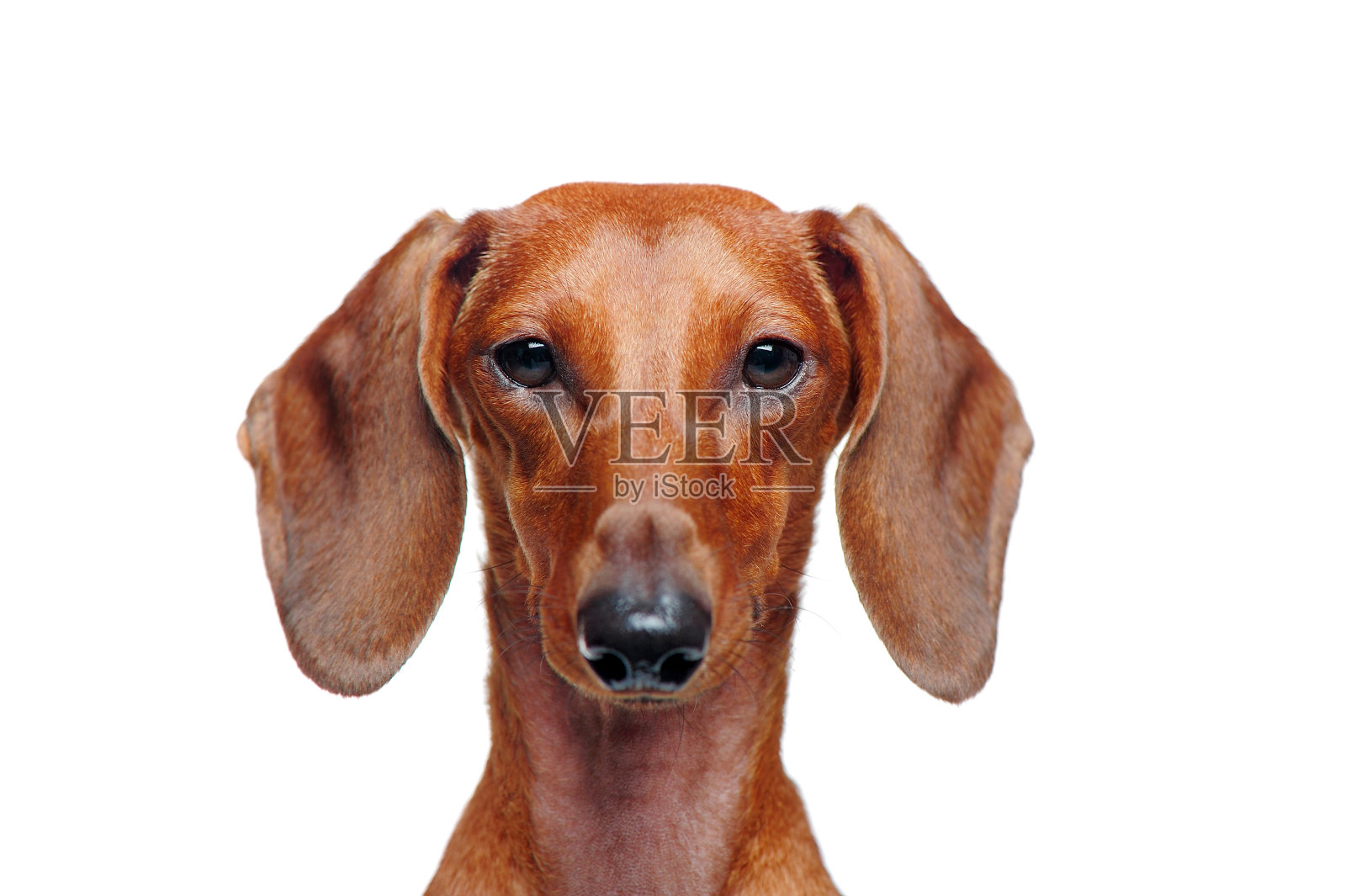 一只腊肠犬的特写肖像孤立在白色背景上照片摄影图片