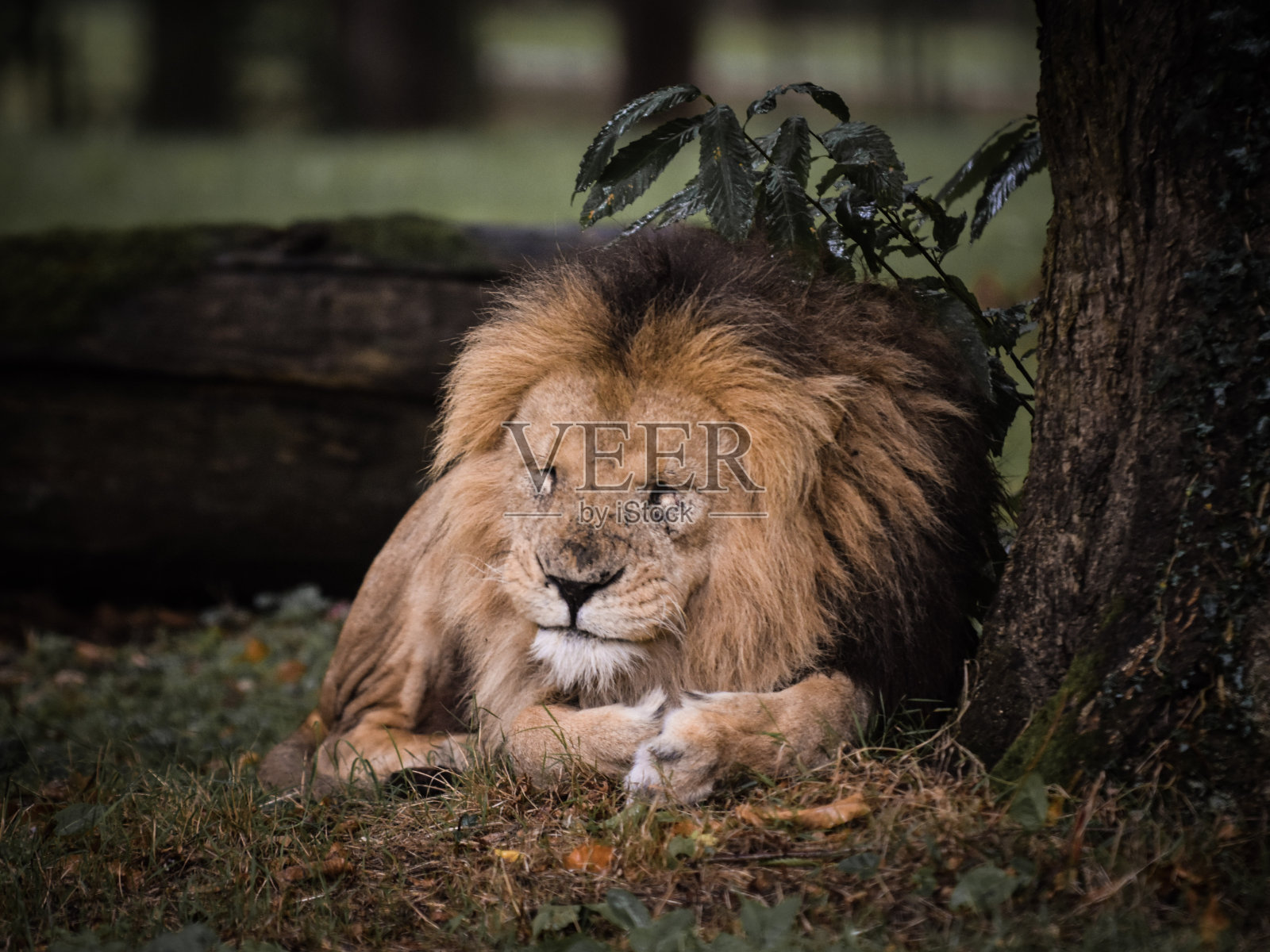 在雨中沉睡照片摄影图片