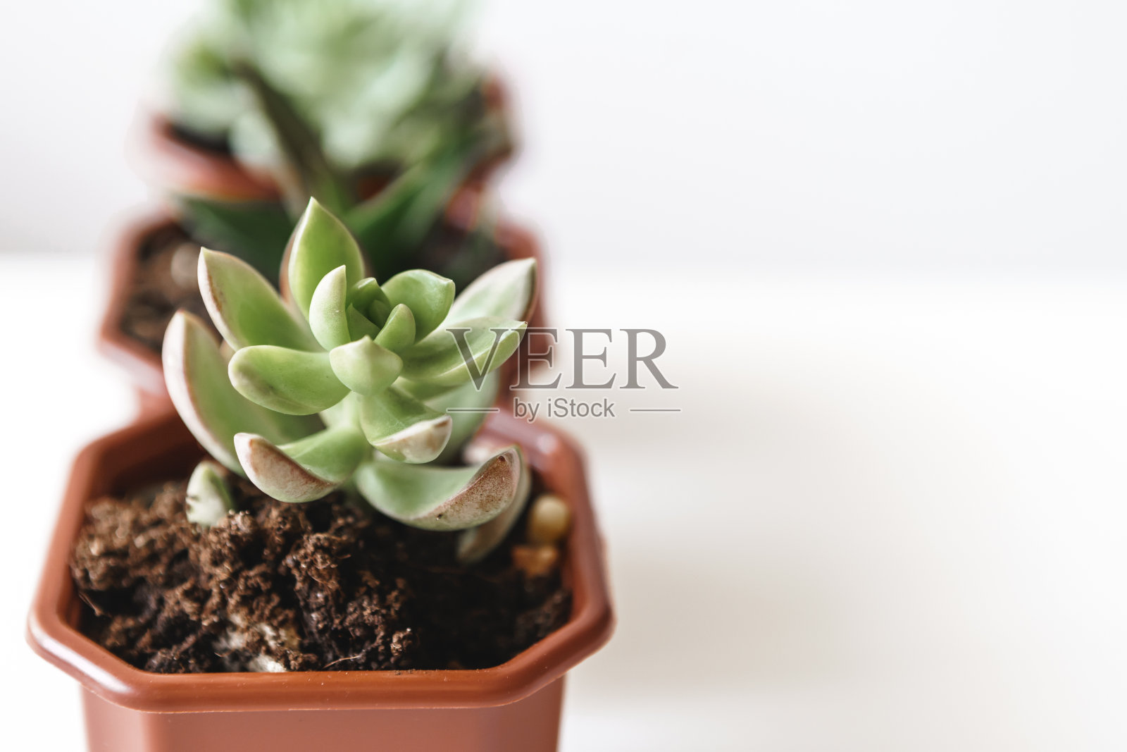 室内棕色小塑料花盆里的一组多肉植物照片摄影图片