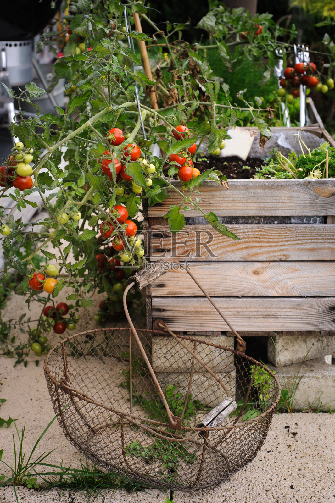 木盒番茄照片摄影图片