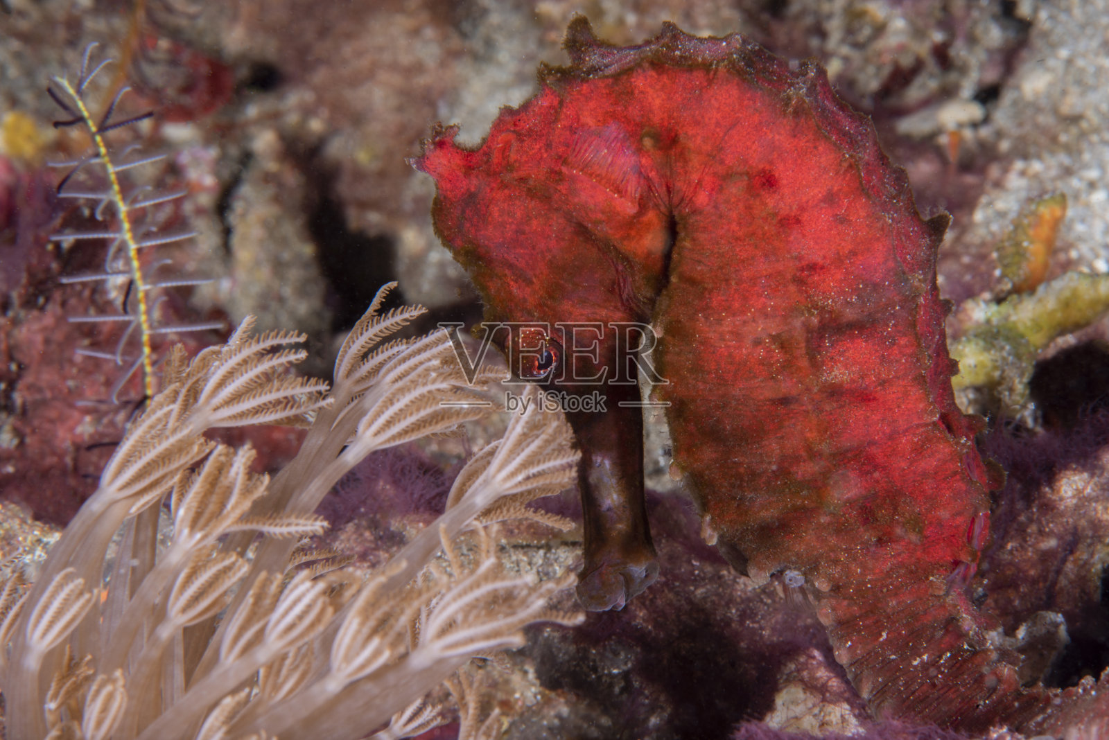 海马体直立人照片摄影图片
