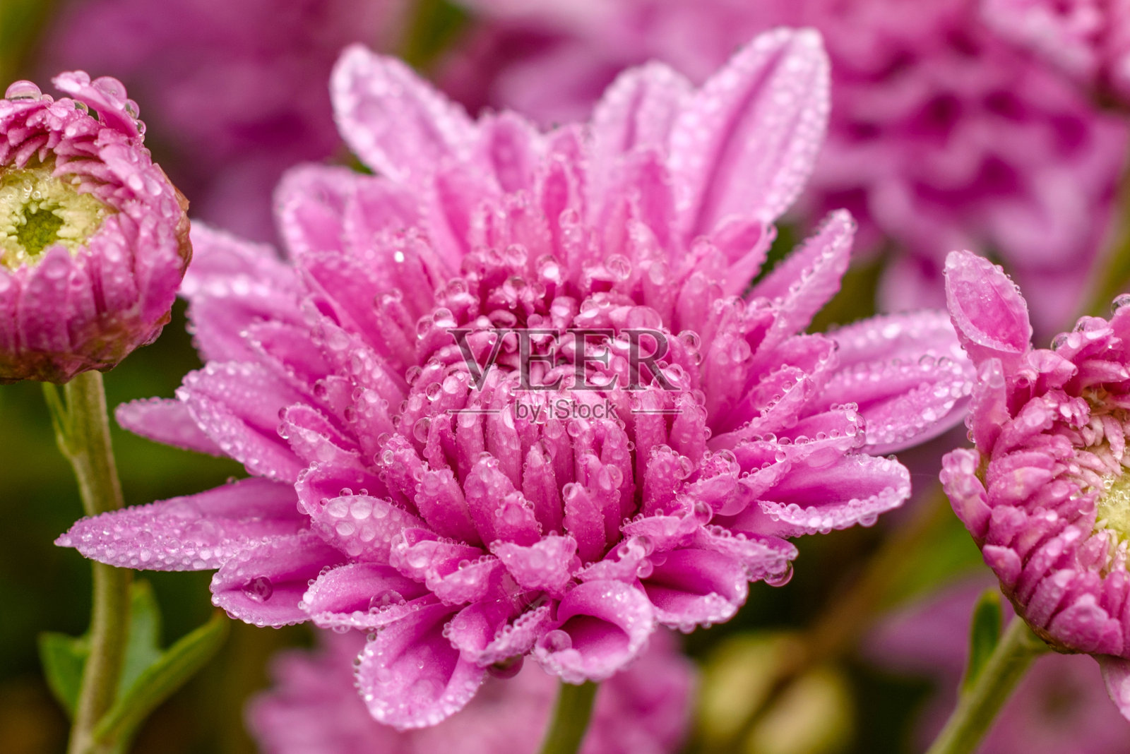 一束粉色菊花的特写照片照片摄影图片