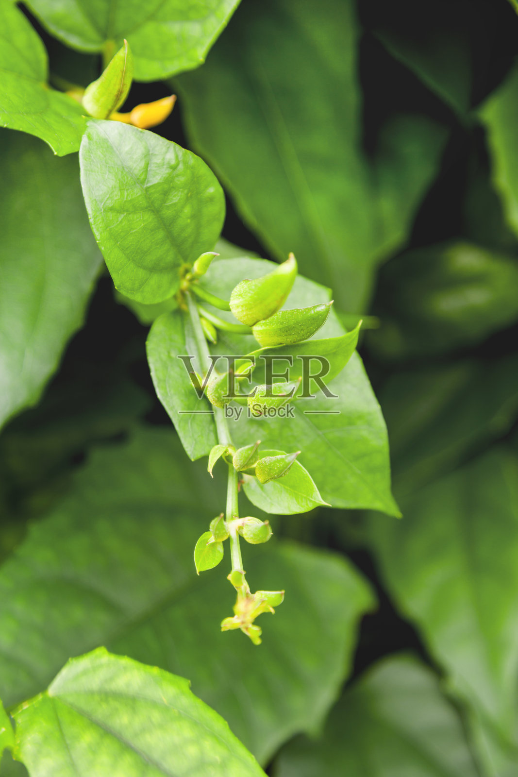 带芽的热带植物大戟藤或孟加拉钟形藤。蓝色天空花或喇叭藤。照片摄影图片