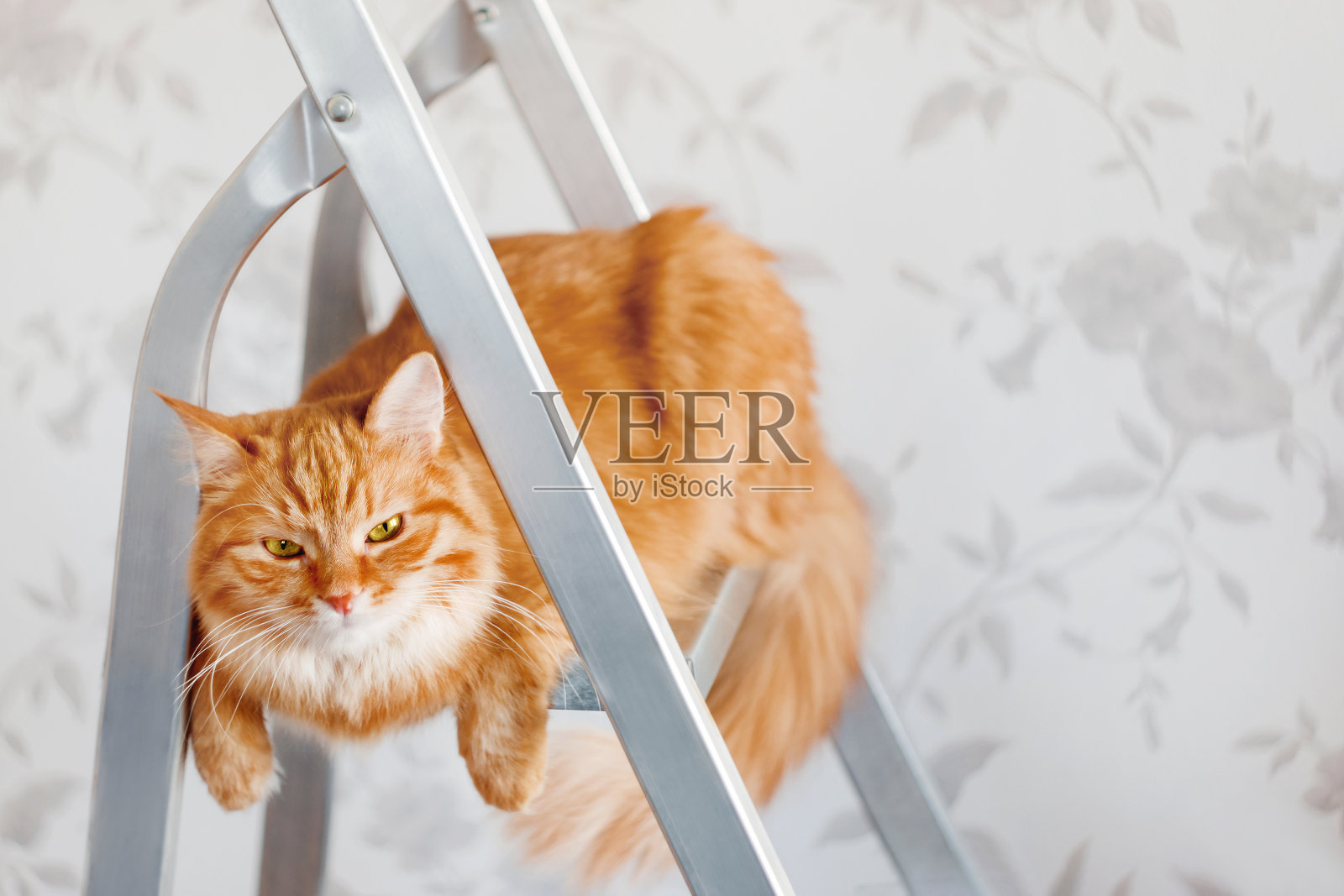 不高兴的姜猫坐在金属梯子上。毛茸茸的宠物参加房屋修理。水平横幅与复制空间。照片摄影图片