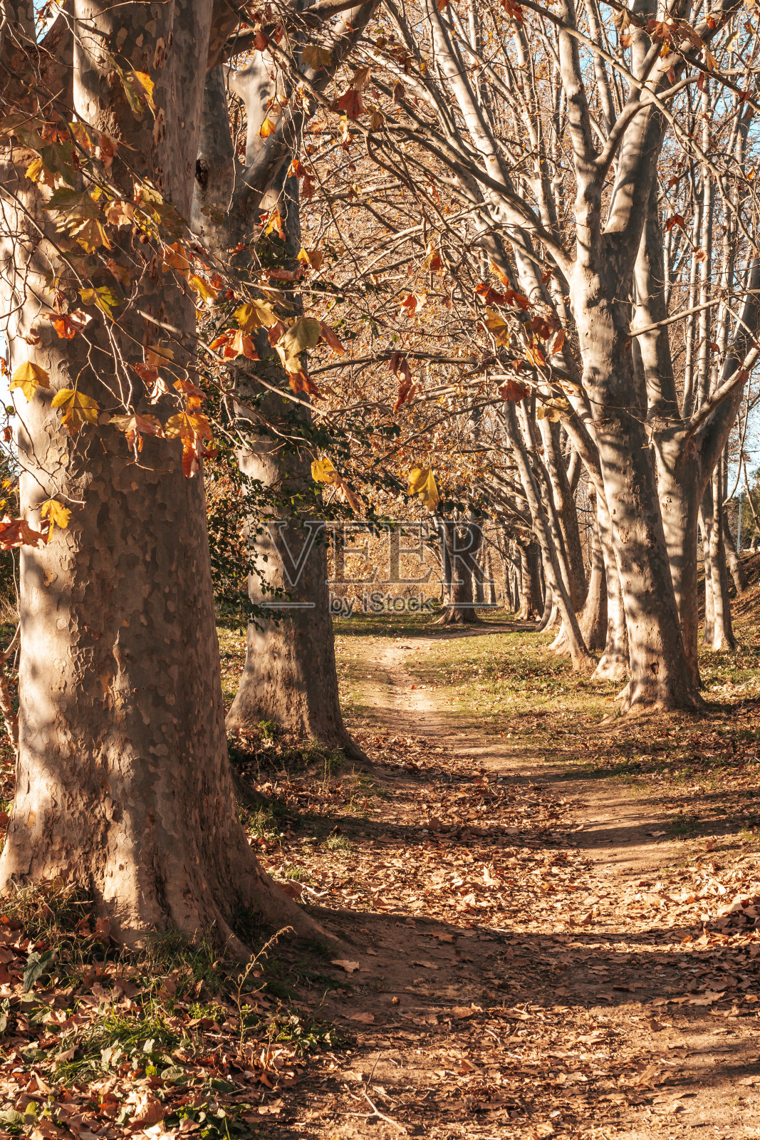 秋天梧桐树小巷与秋叶树和落叶照片摄影图片