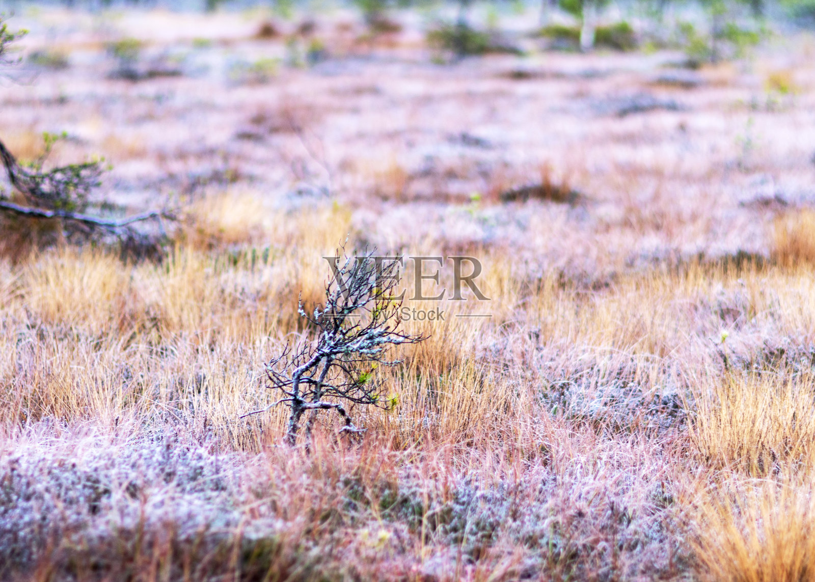 沼泽松的树枝特写，残缺的沼泽松在秋天的早晨，第一次霜冻覆盖了沼泽的地面照片摄影图片