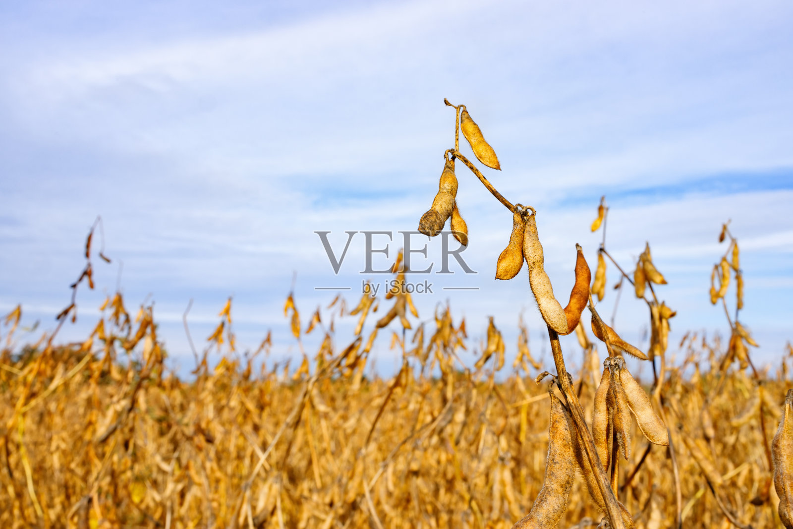 农田上的豆荚和天空作为背景照片摄影图片