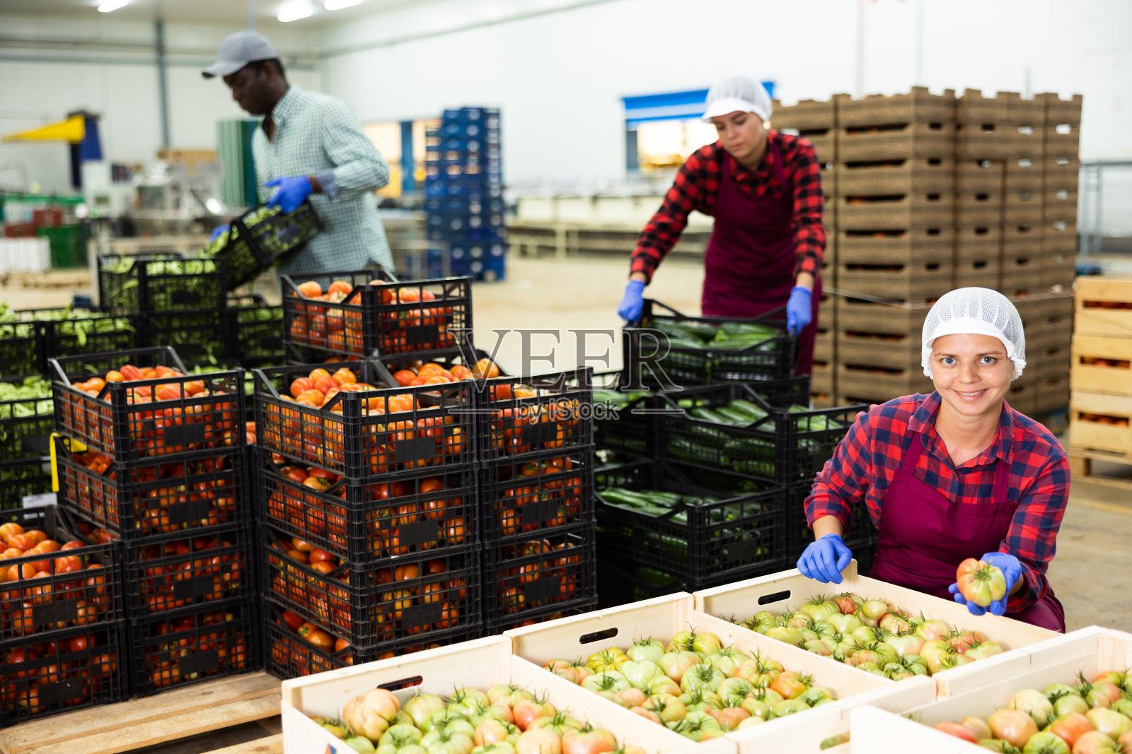 三个农民在菜库工作的肖像照片摄影图片