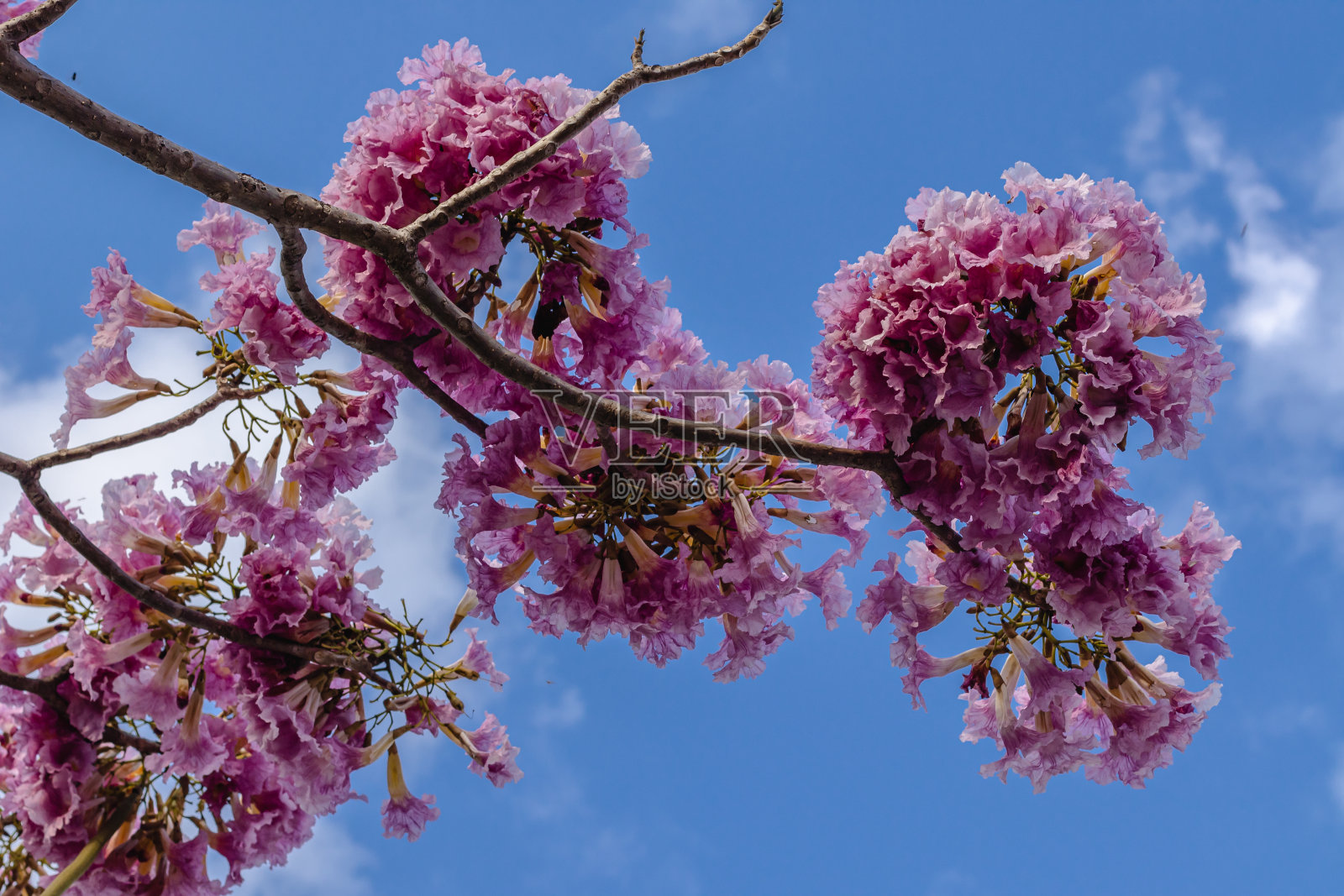 盛开的紫色ipês在贝洛奥里藏特市照片摄影图片