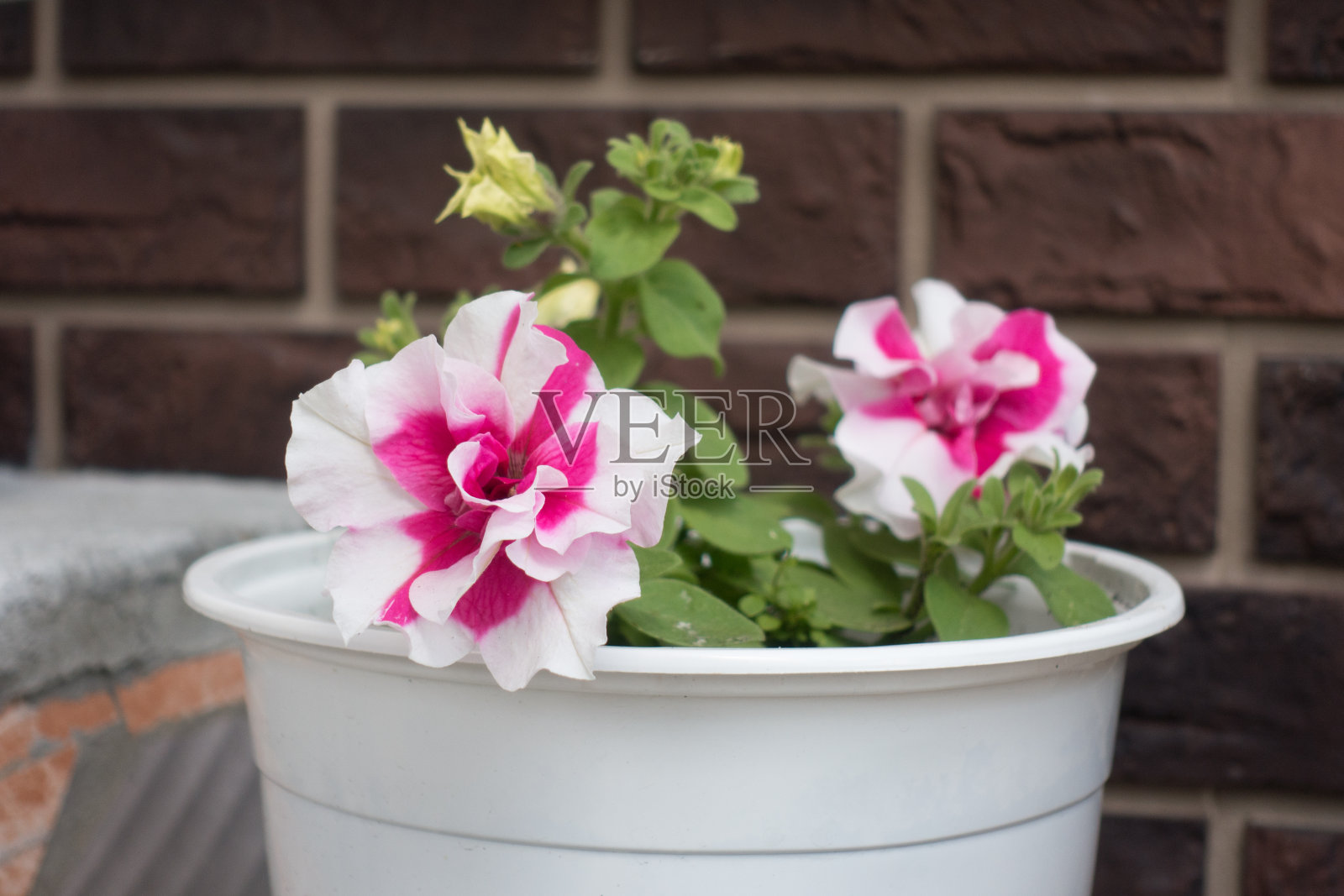 美丽的花园的花照片摄影图片