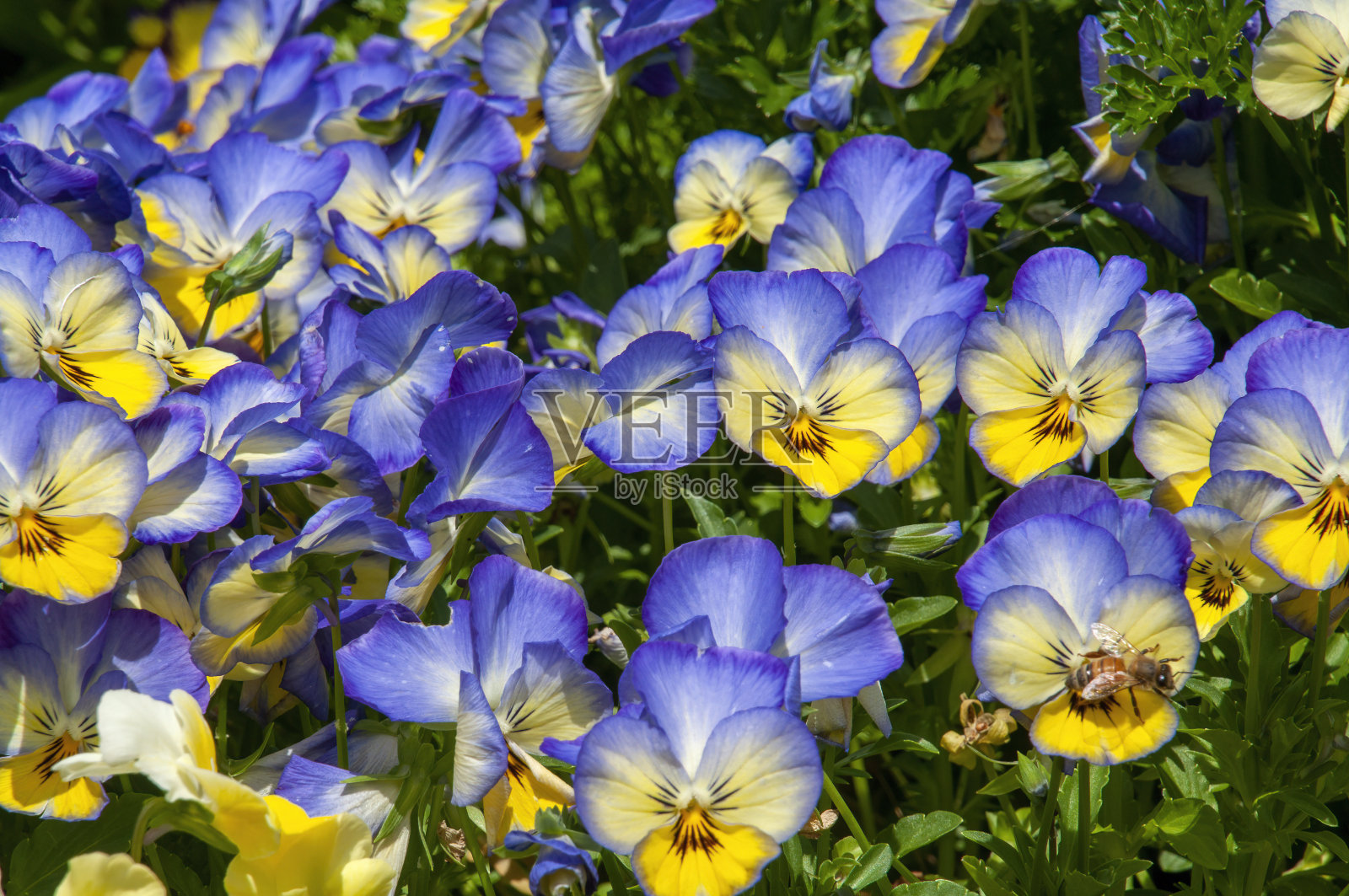 阳光明媚的日子里，明亮的淡紫色和黄色三色堇的花坛照片摄影图片