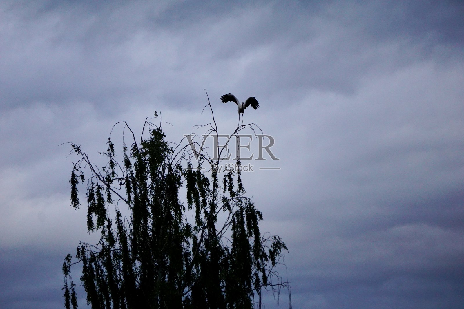 一只长鹳站在垂柳的细枝上，腿很细。鹳正站在树枝上。日落时分，一只鹳站在树枝上。一只长鸟站在一根细树枝上。照片摄影图片