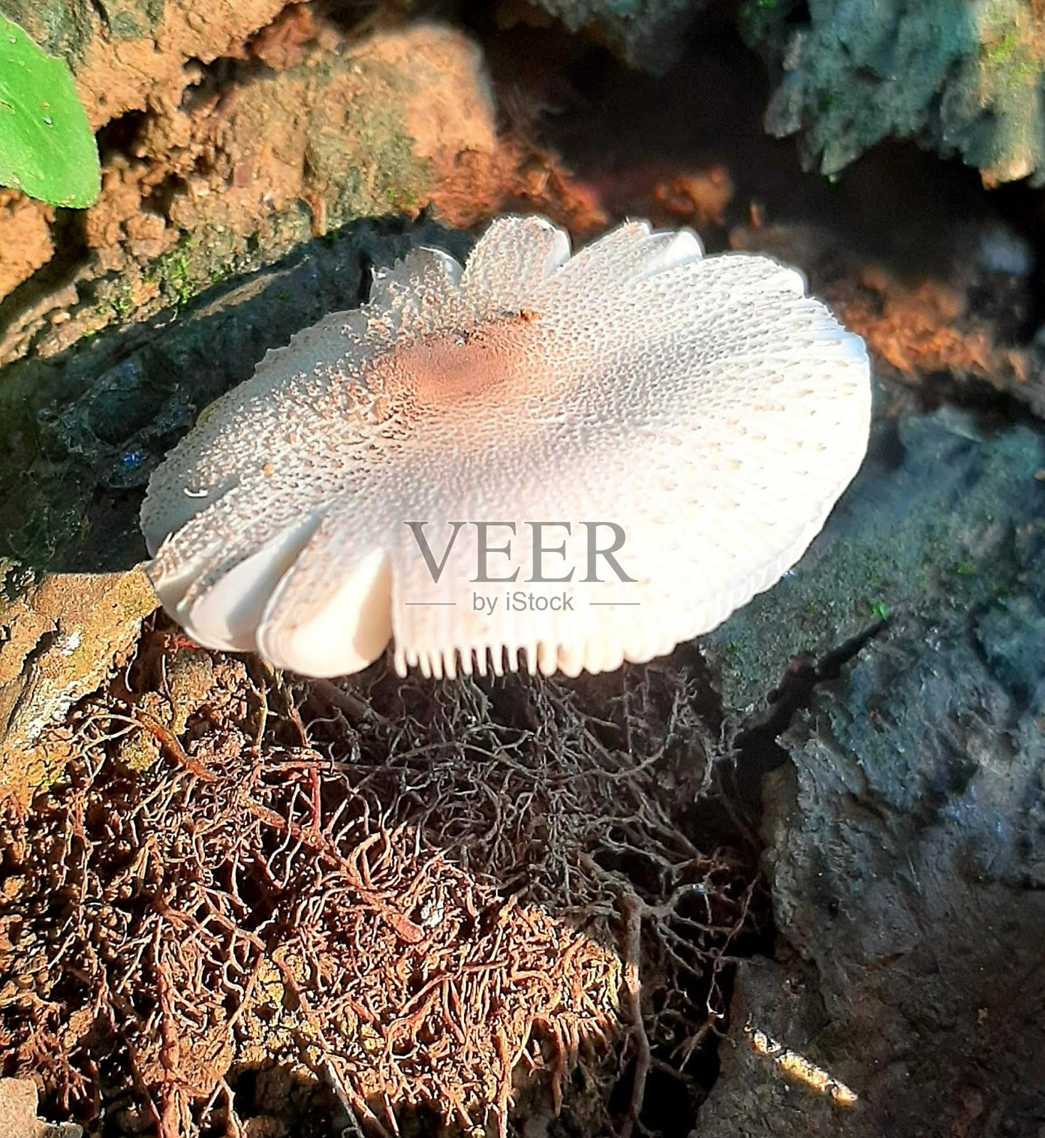 Musroom照片摄影图片