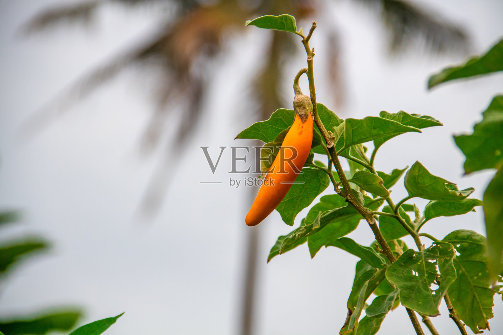 黄色小茄子照片摄影图片
