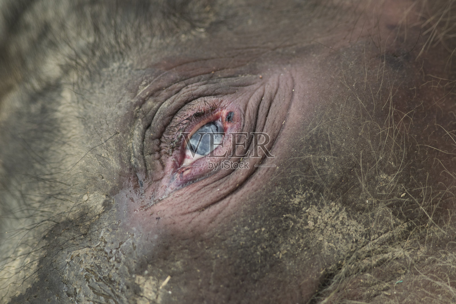 困在泥里的野生小象照片摄影图片