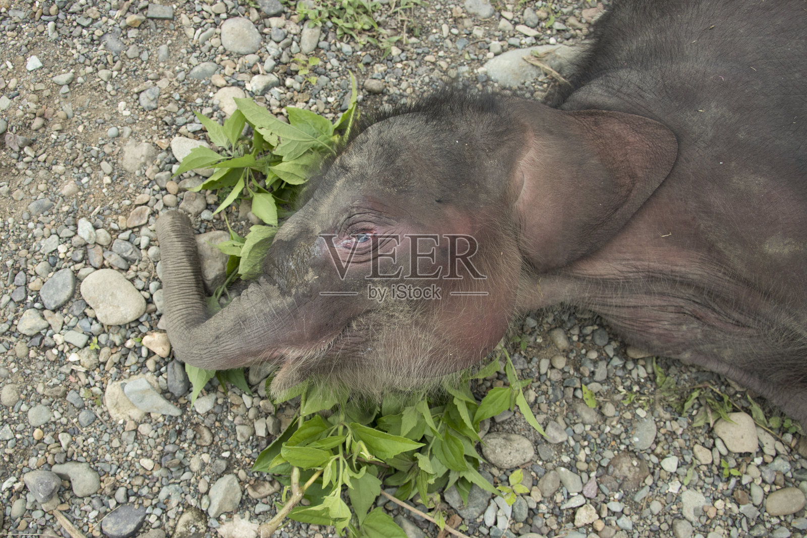 困在泥里的野生小象照片摄影图片