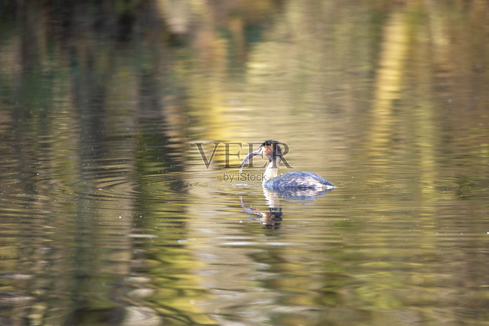 大冠毛兽捉到了一条鱼，照片摄影图片