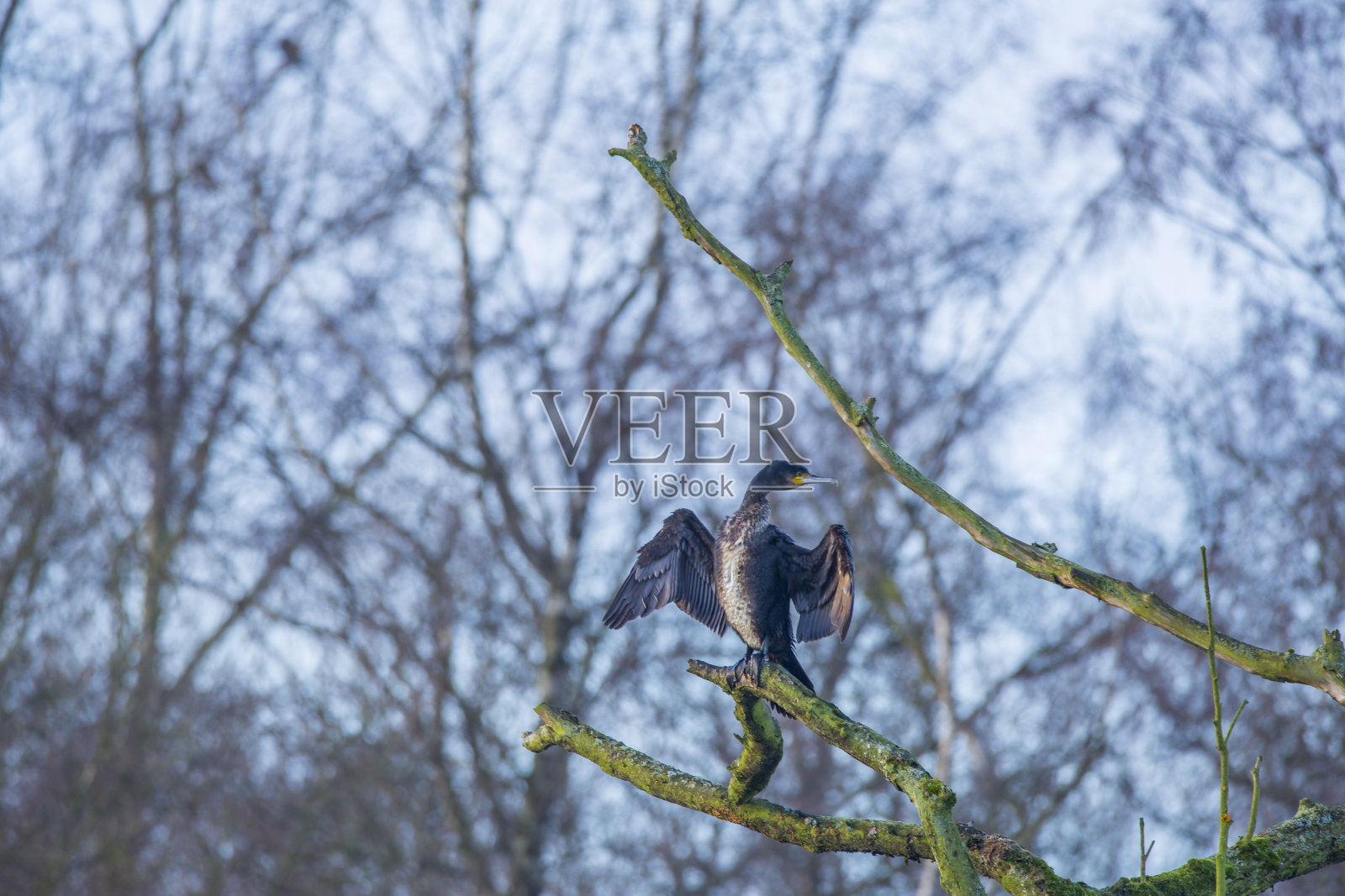 Nettetal-鸟瞰鸬鹚，照片摄影图片