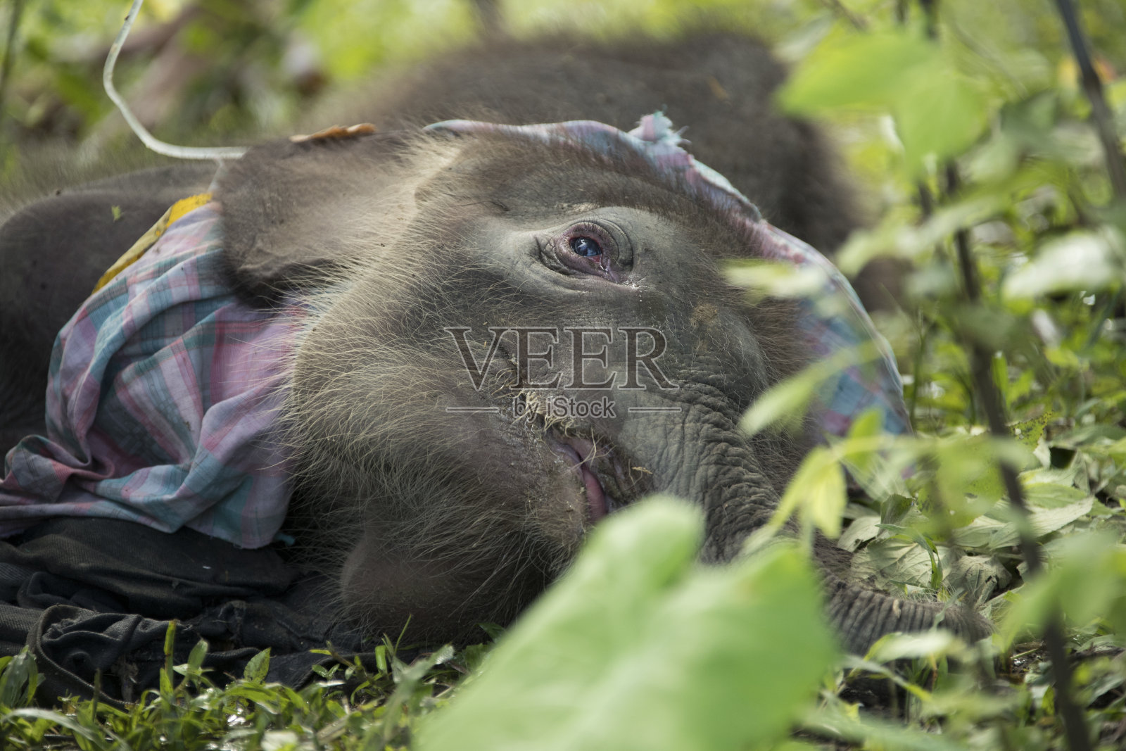 困在泥里的野生小象照片摄影图片
