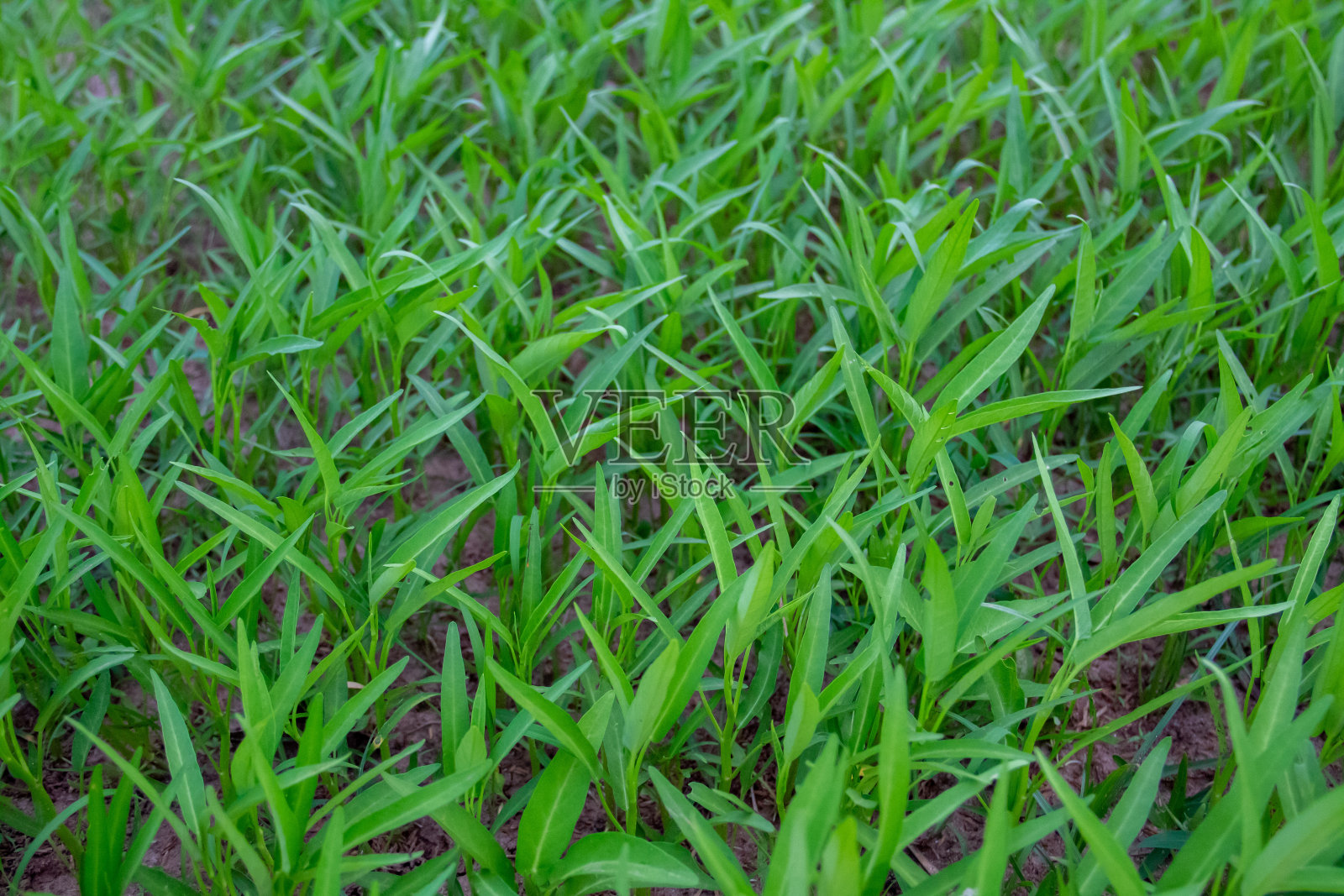 小甘蓝植物照片摄影图片