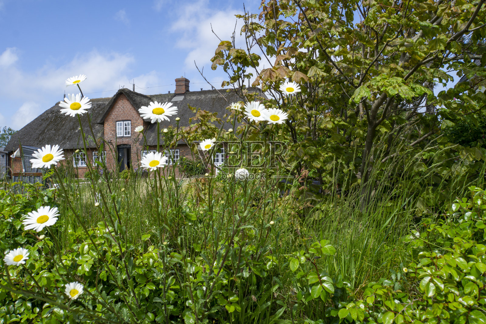 Sylt -看花与典型的Sylt房子照片摄影图片