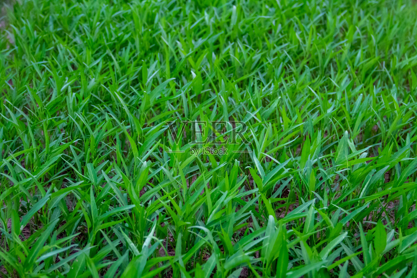 小甘蓝植物照片摄影图片