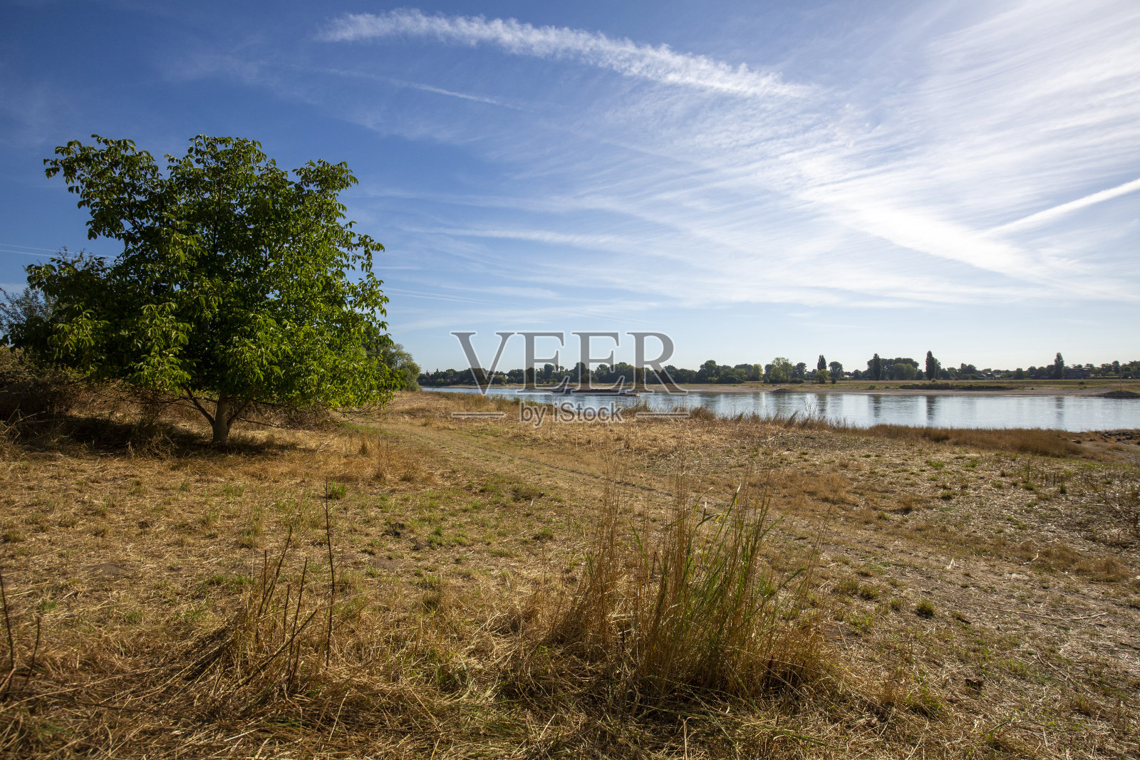 狐獴-在某些地方几乎干涸照片摄影图片