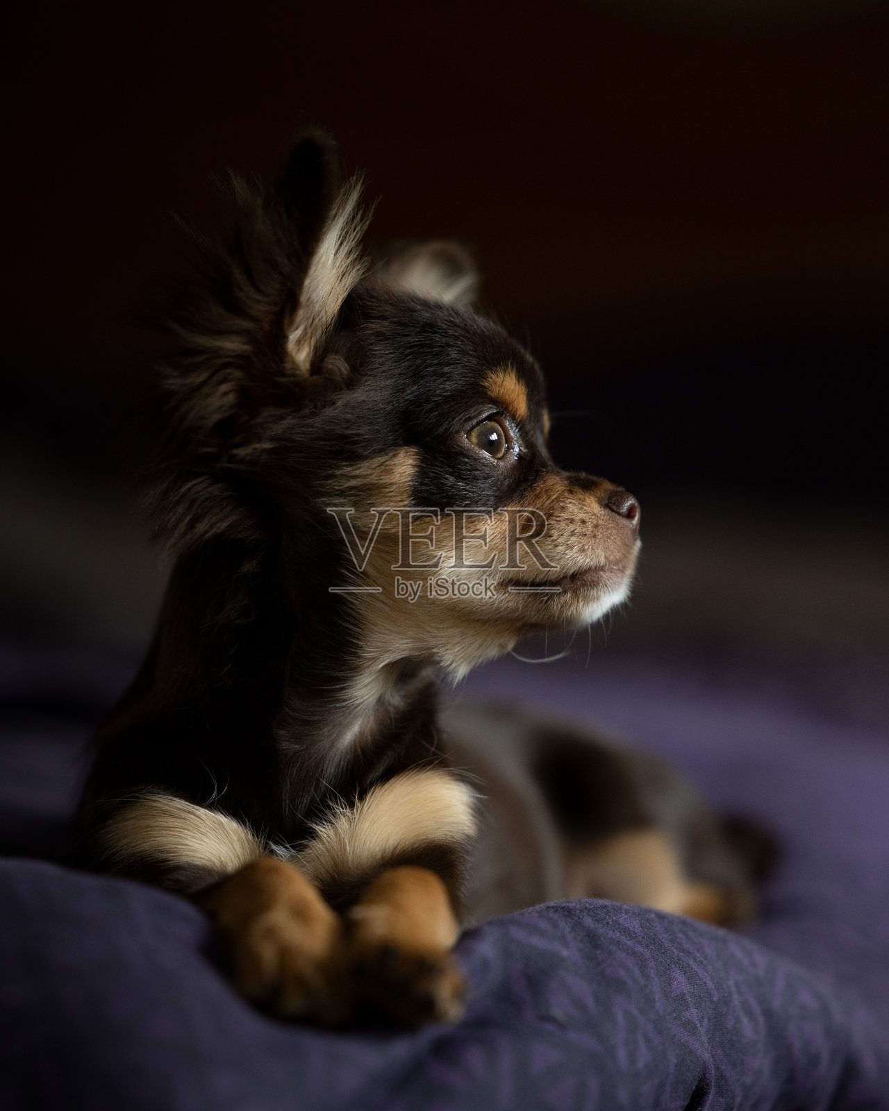 长毛吉娃娃小狗照片摄影图片