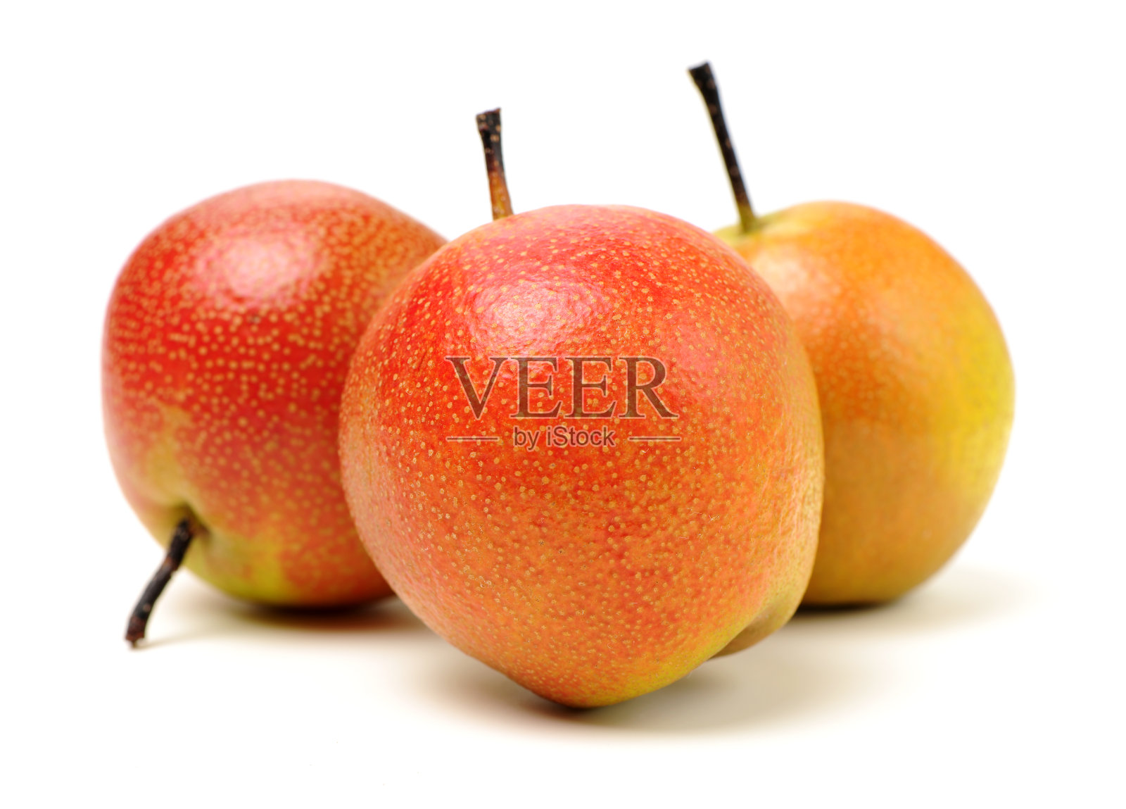 松鼠梨照片摄影图片