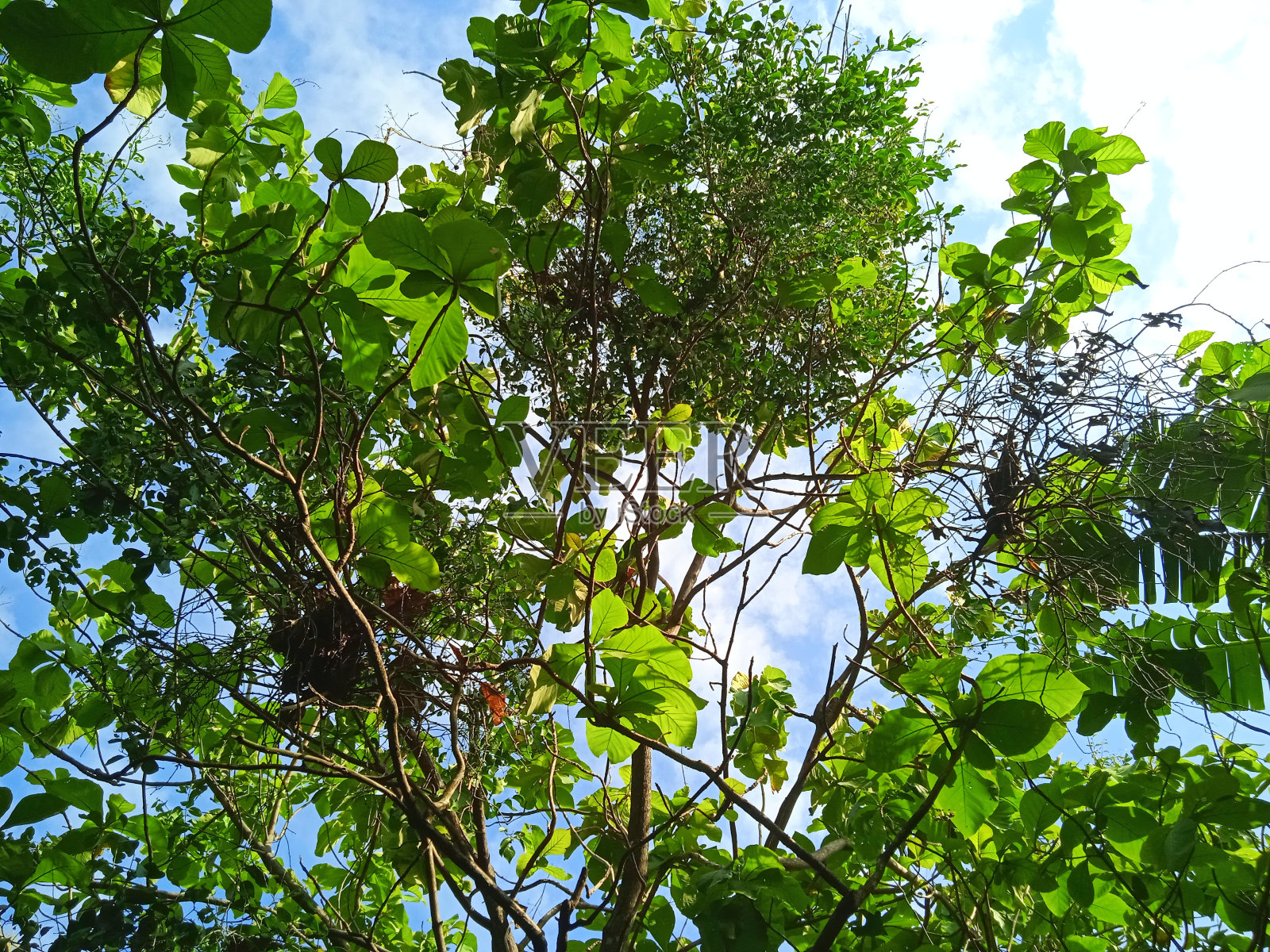 Kemladean, Dendrophthoe pentandra。柚木树上的寄生虫照片摄影图片