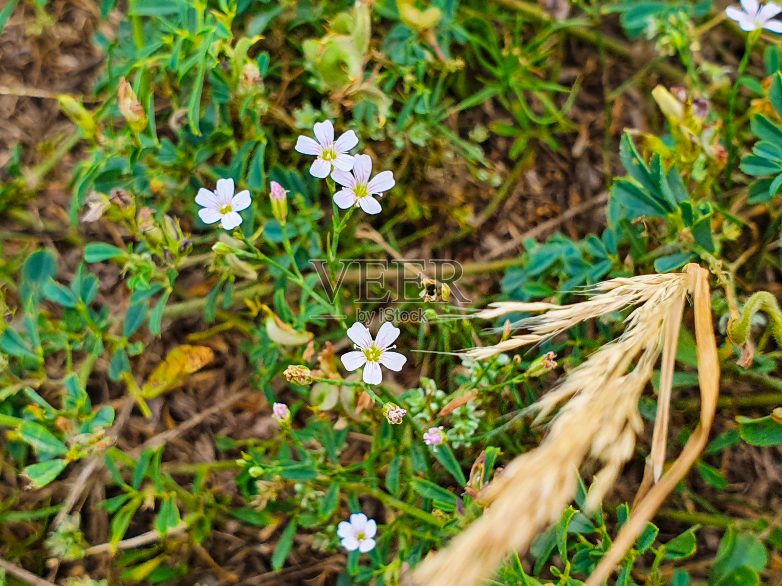 花朵特写照片照片摄影图片