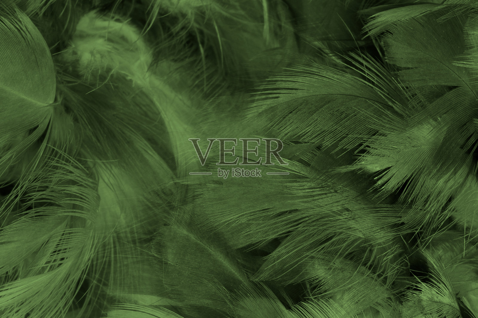 美丽的羽毛颜色淡绿色，黑色图案质地背景照片摄影图片