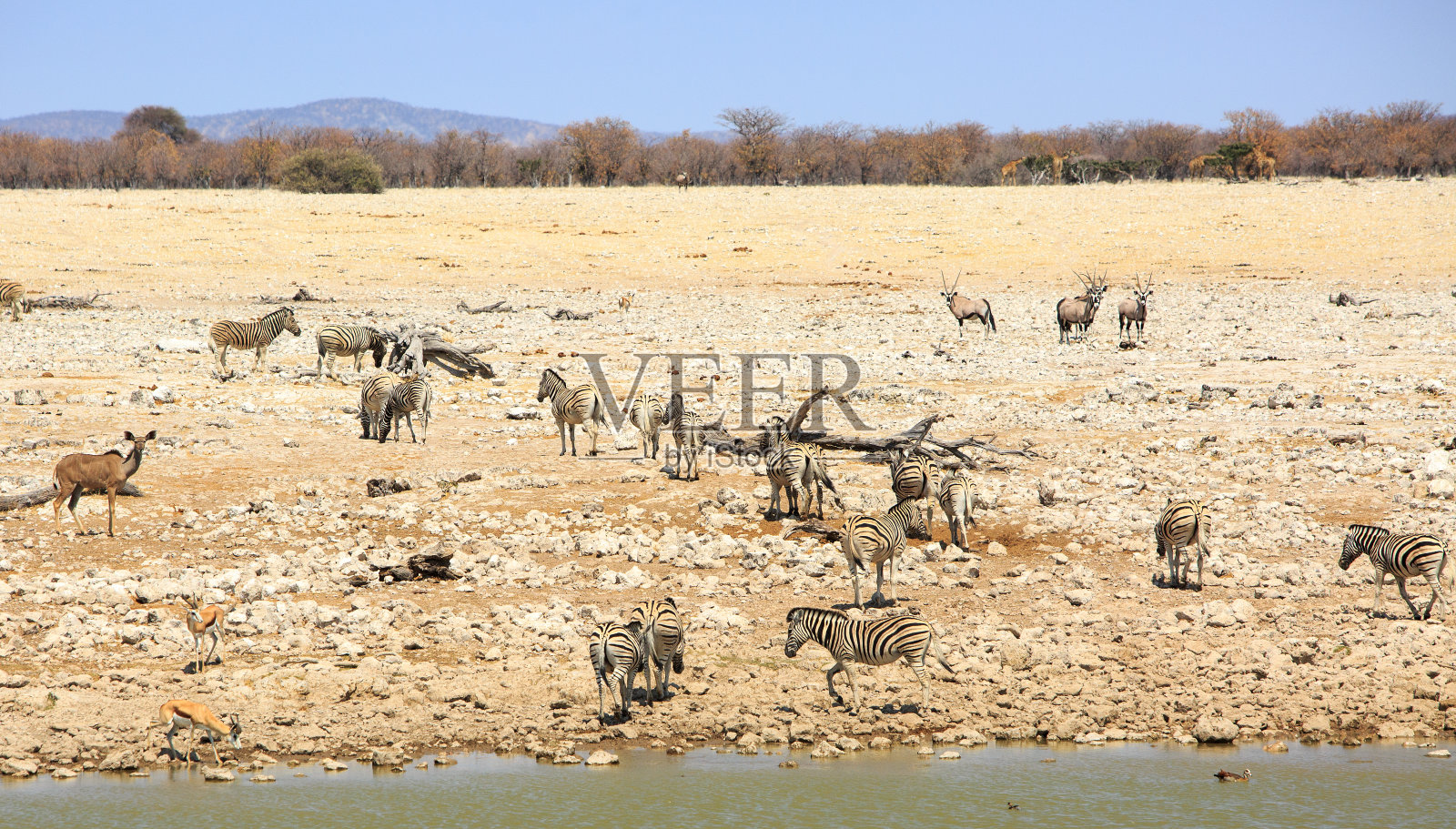 Etosha的Okaukeujo水坑，挤满了饮水的动物照片摄影图片