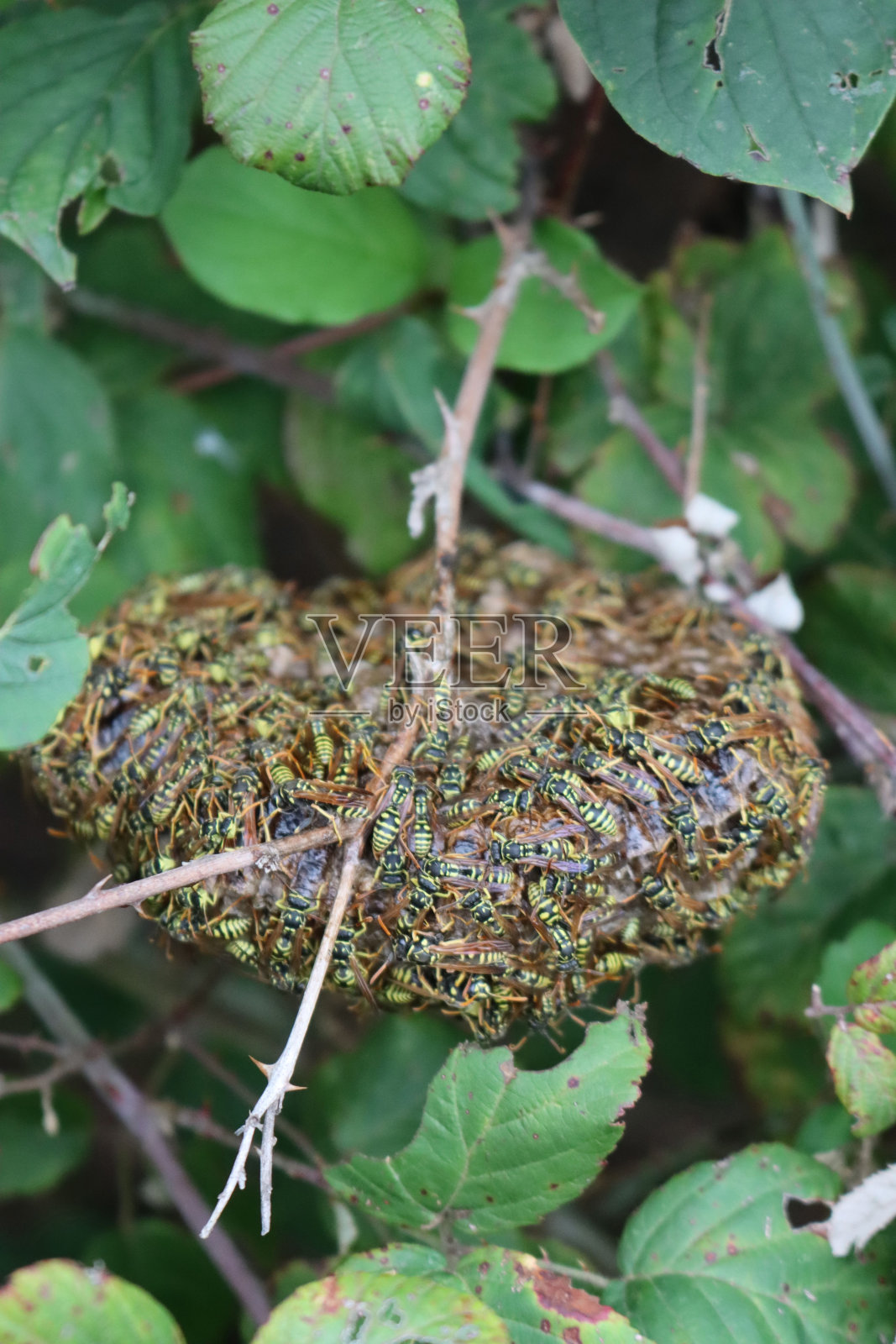 窝里有许多黑色和黄色的欧洲黄蜂照片摄影图片