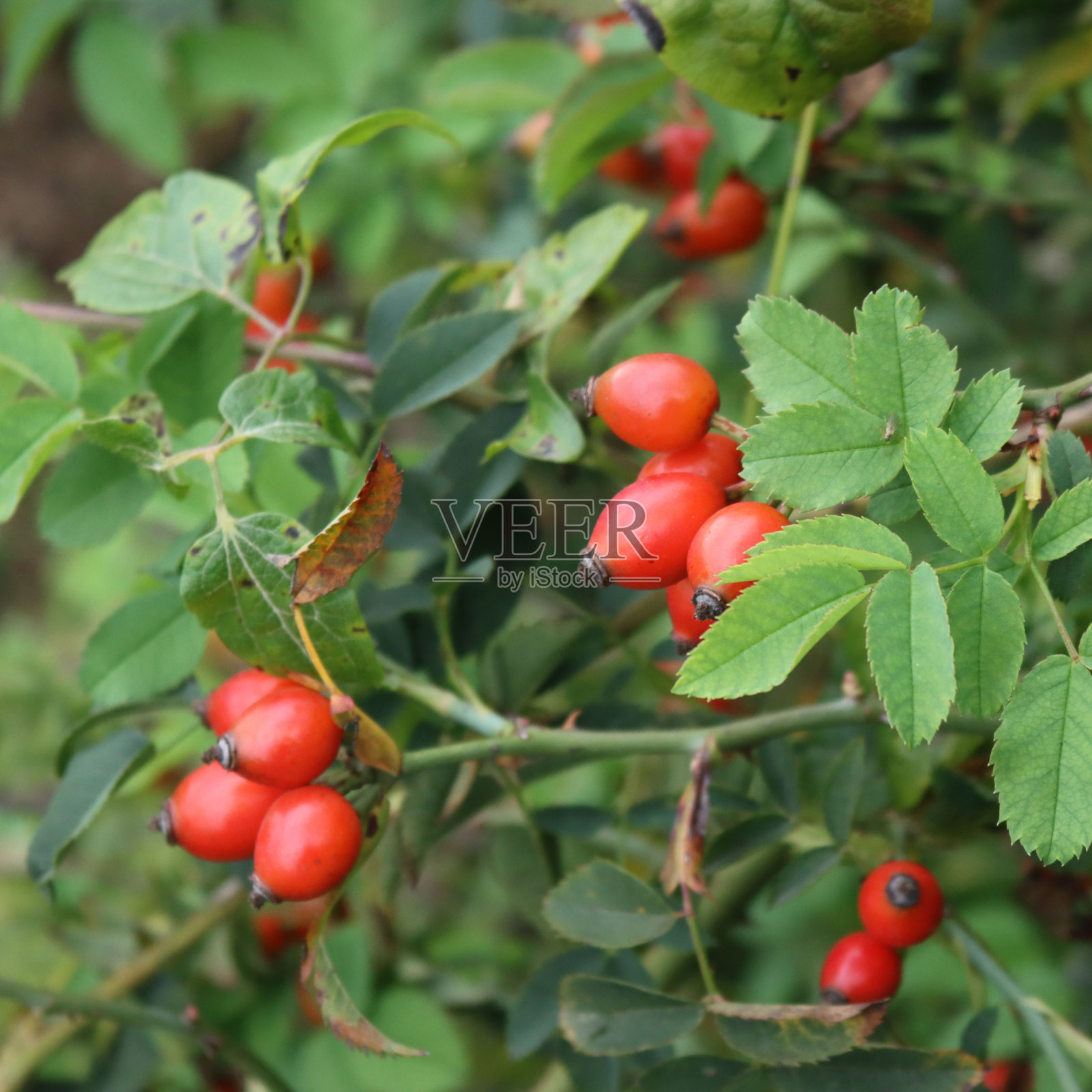 秋天的红狗玫瑰浆果特写。狗牙蔷薇照片摄影图片