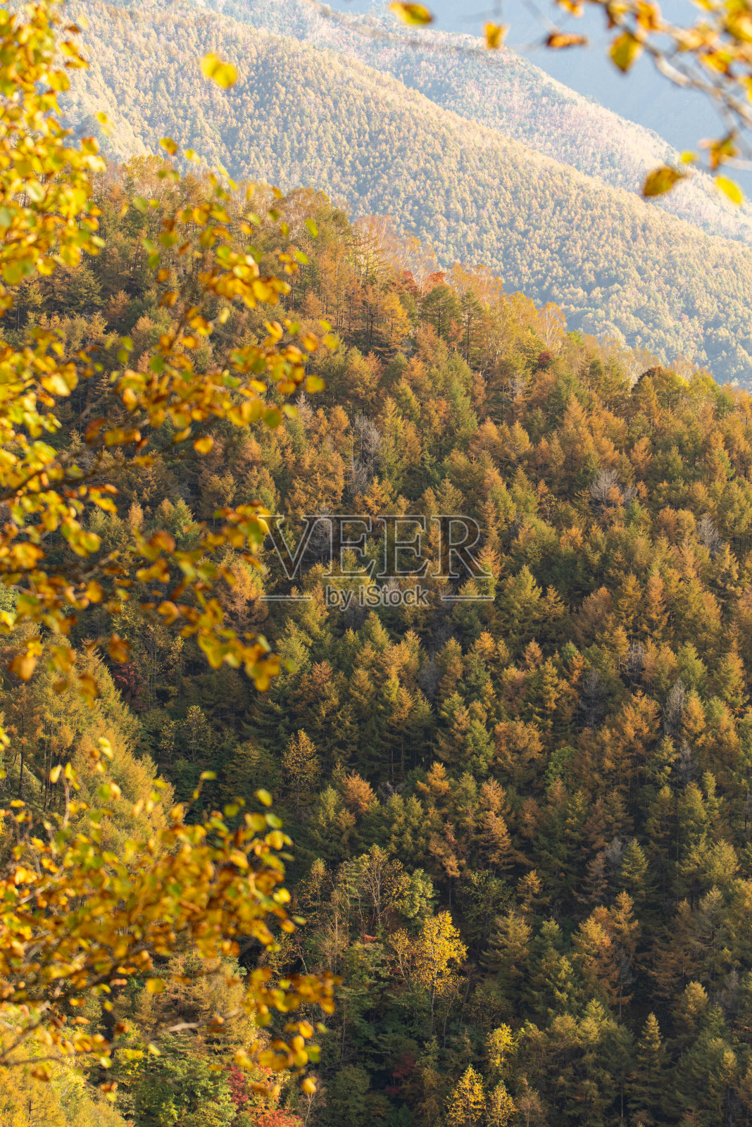 红叶森林照片摄影图片