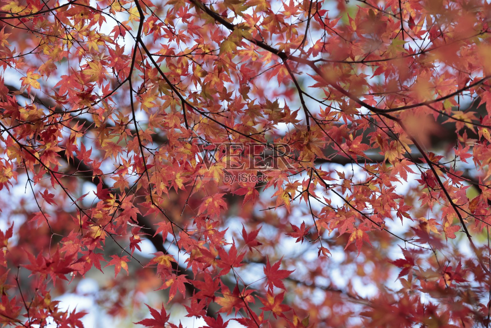 秋叶被阳光照亮照片摄影图片