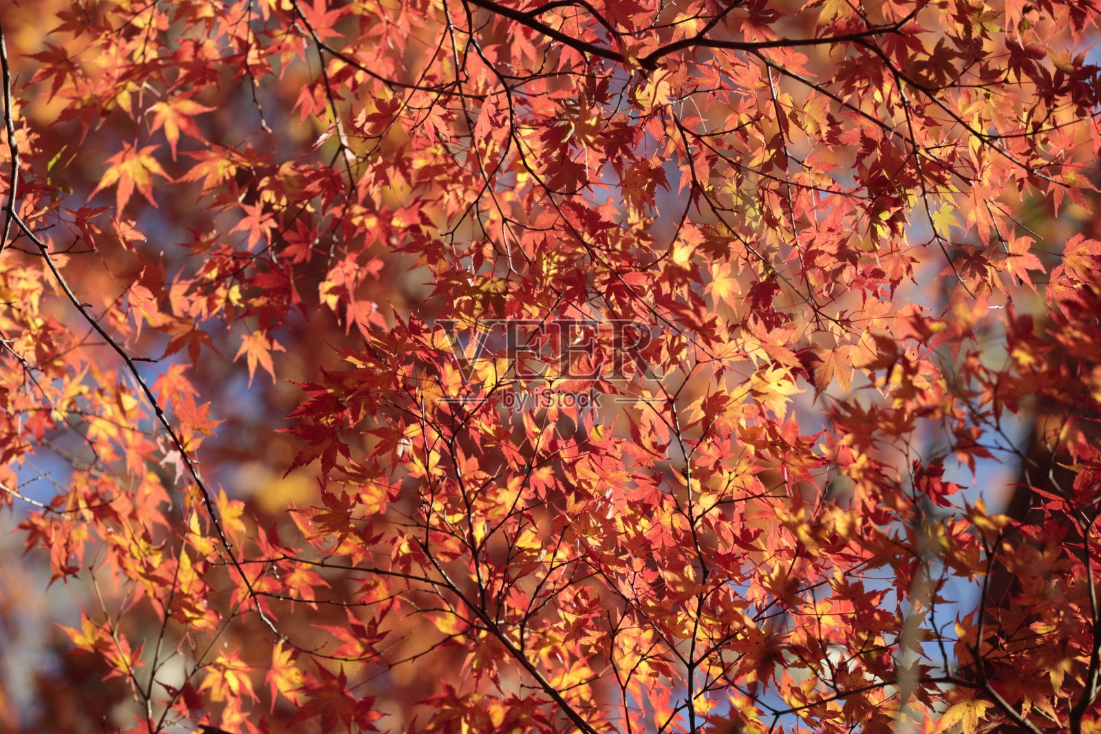 秋叶被阳光照亮照片摄影图片