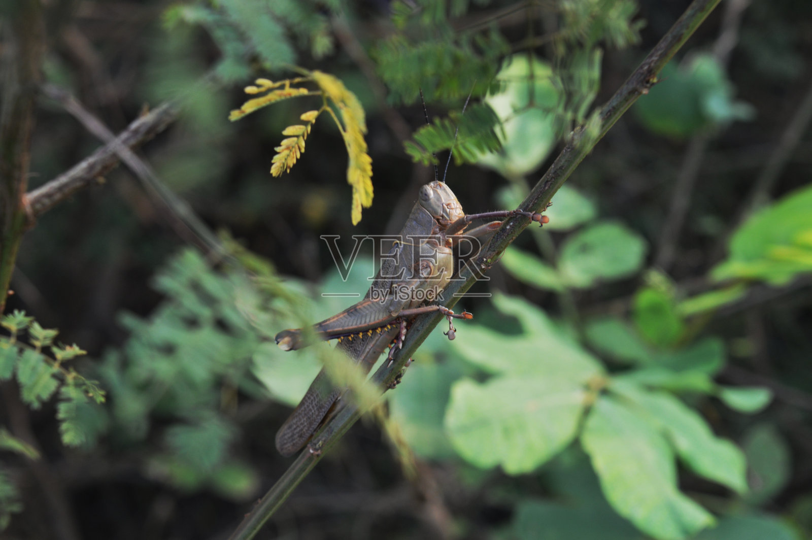 非常美丽的蚱蜢照片摄影图片
