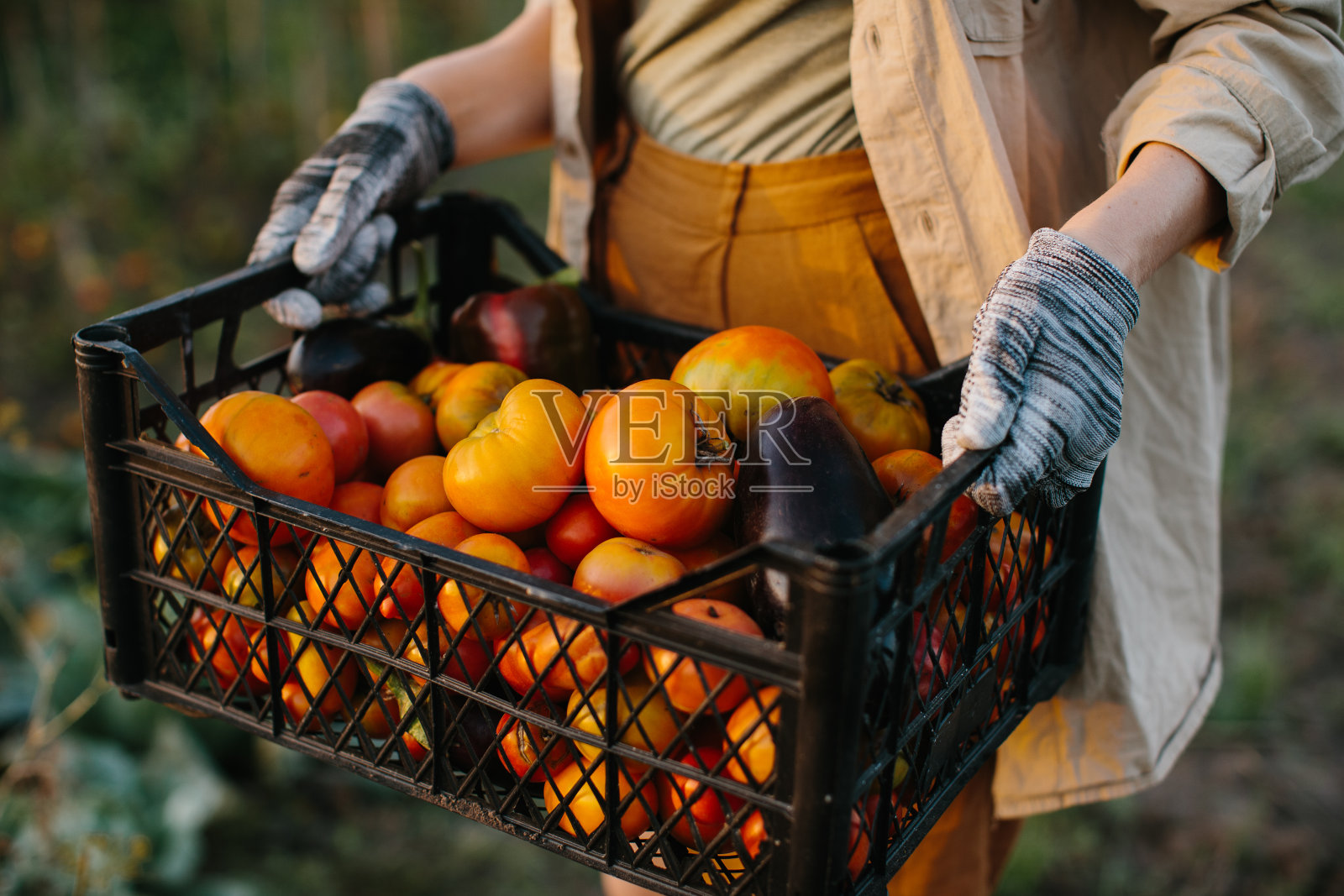 农家女孩在花园里收割蔬菜。特写镜头。照片摄影图片