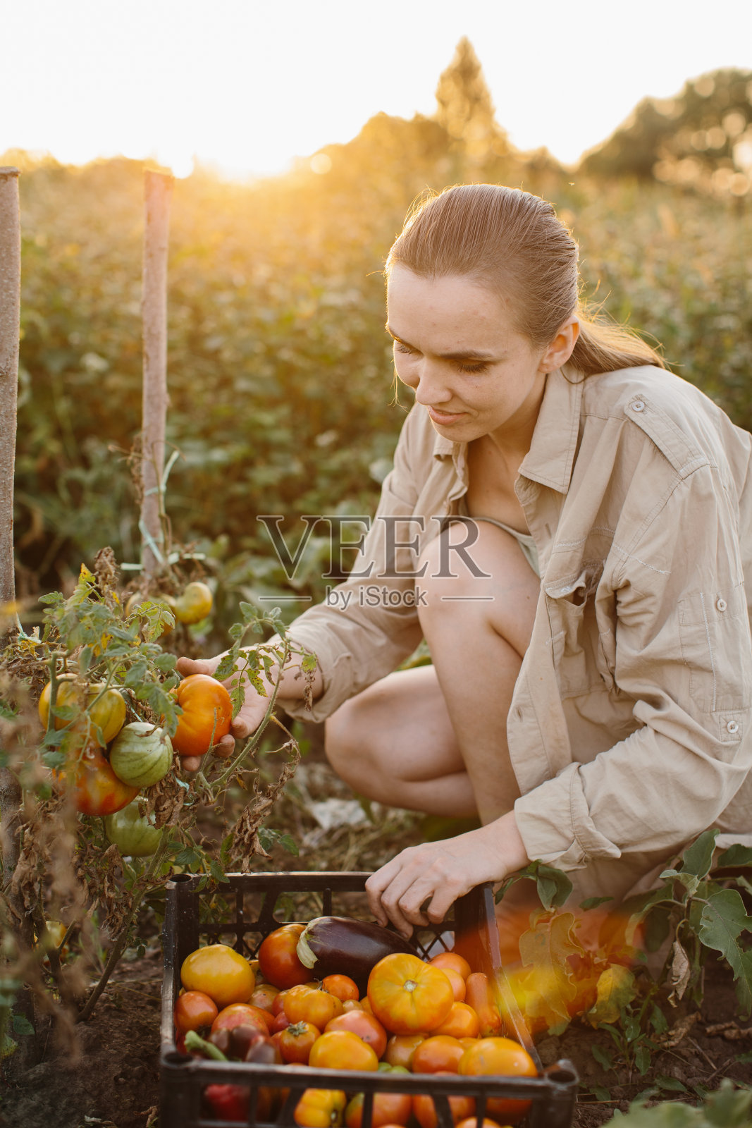 农家女孩在花园里收割西红柿。照片摄影图片