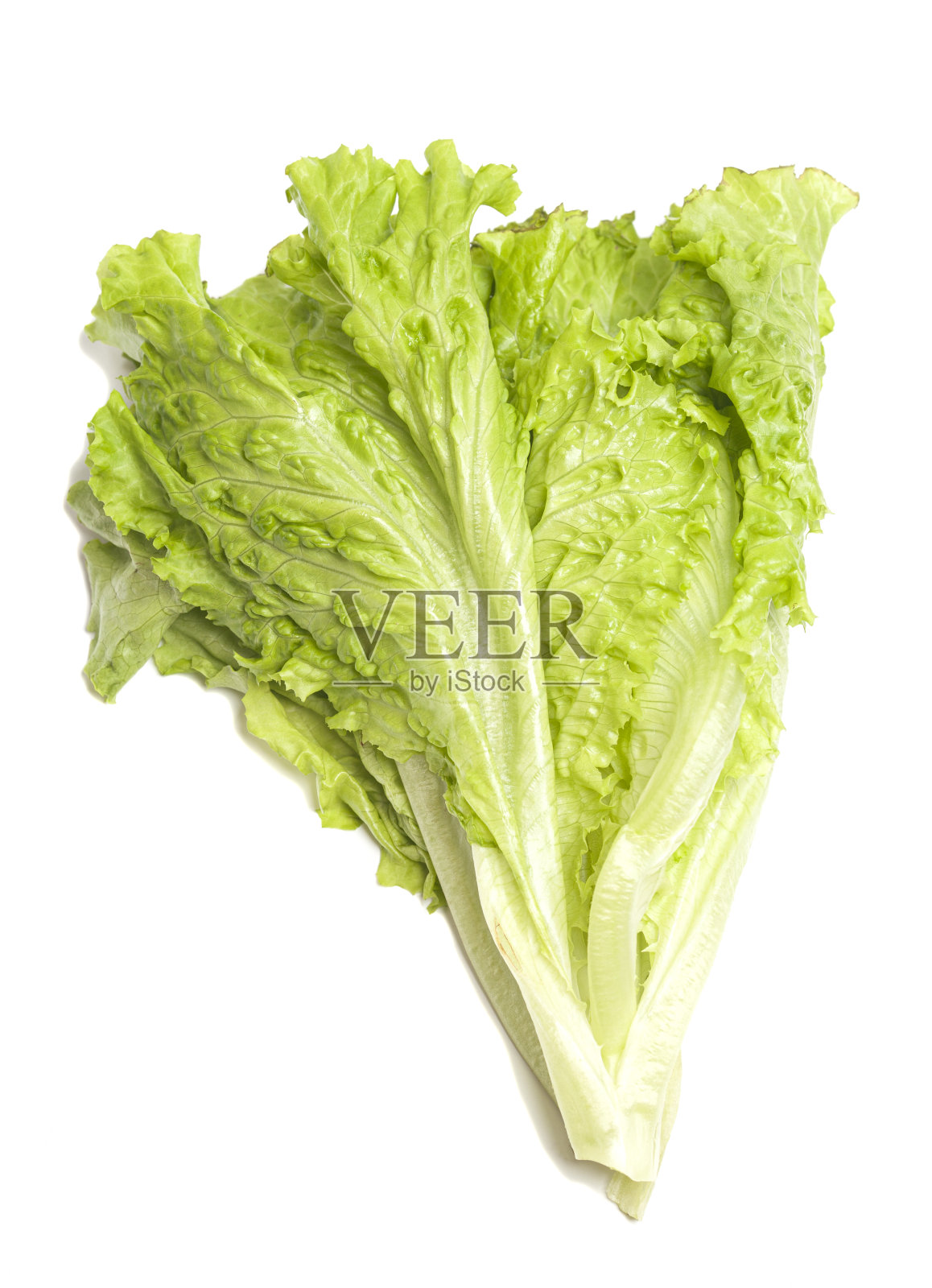 生菜叶离生在白色上照片摄影图片