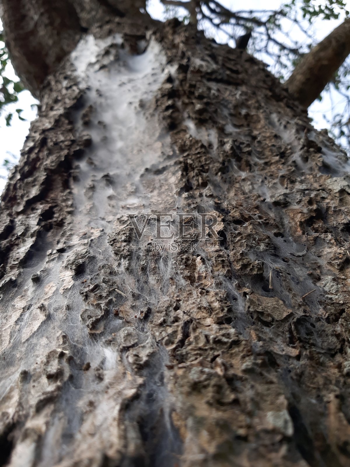 一棵大树和一张蜘蛛网照片摄影图片