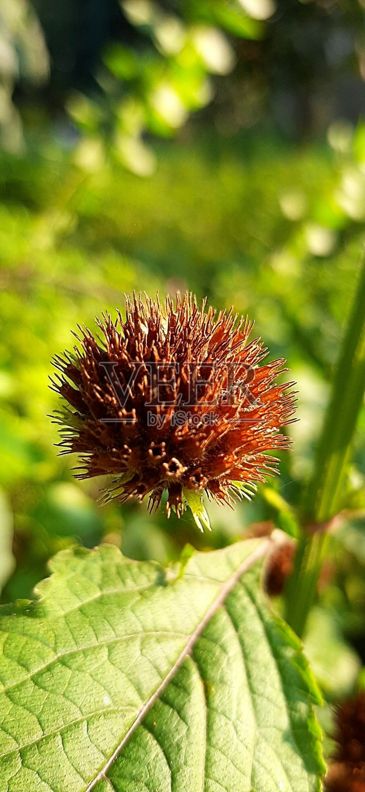 叶肚脐照片摄影图片