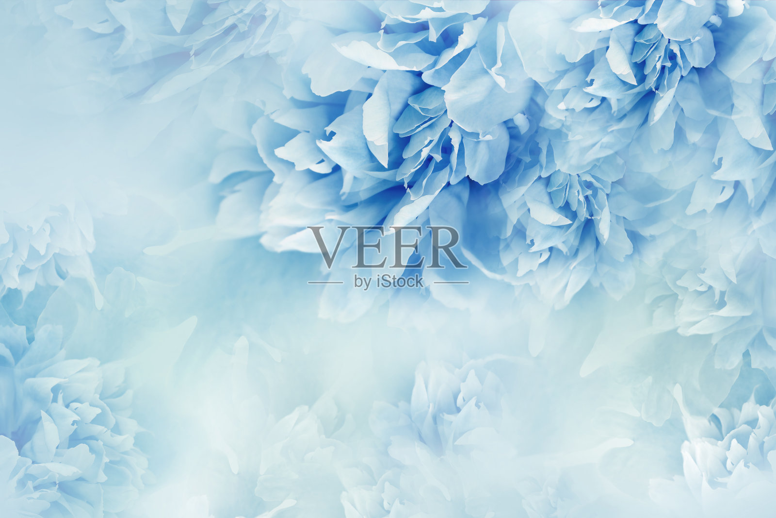 牡丹蓝色花。花的背景。花和花瓣。大自然。照片摄影图片