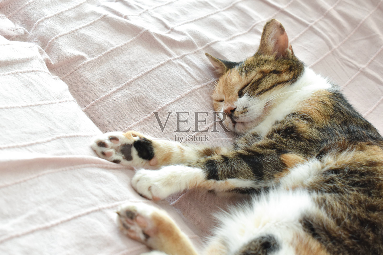 猫在家里的沙发上睡觉。照片摄影图片