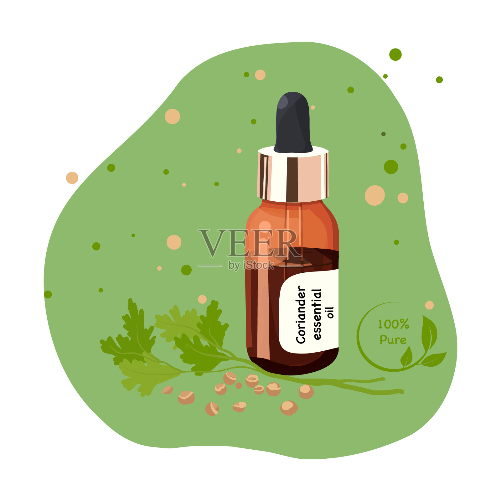 香菜精油，深色玻璃瓶。香菜的分枝和种子插画图片素材