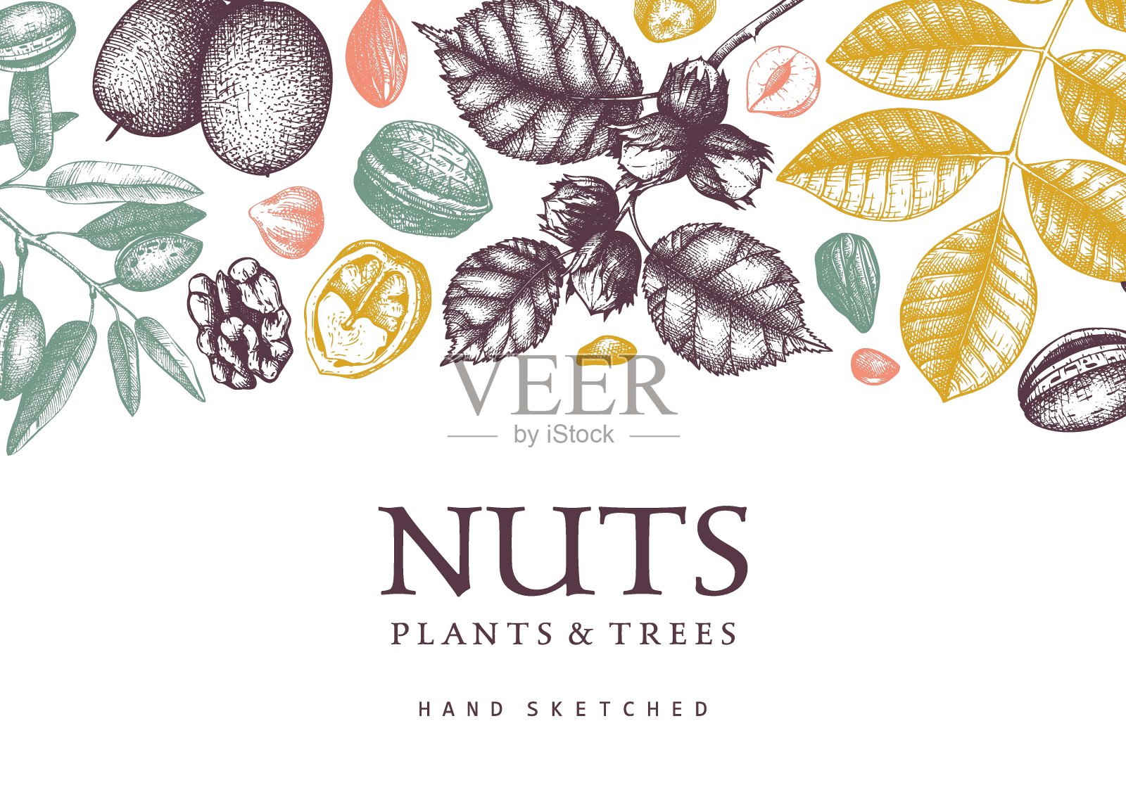 坚果植物横幅插画图片素材