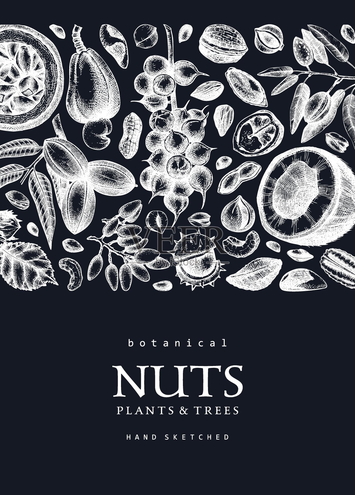 坚果植物卡片插画图片素材